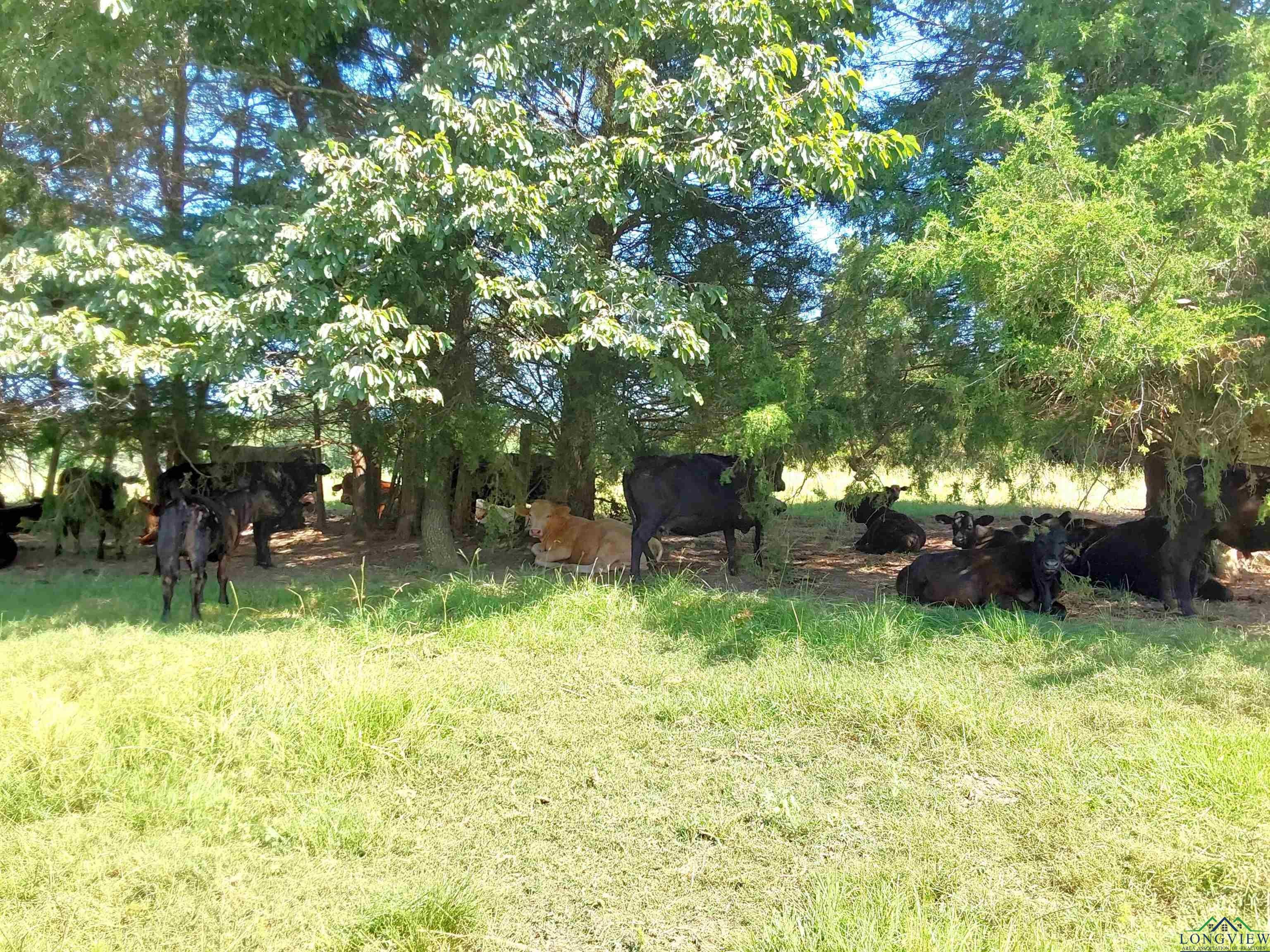 Linden, Texas, 75563, United States, 3 Bedrooms Bedrooms, ,3 BathroomsBathrooms,Residential,For Sale,1974630