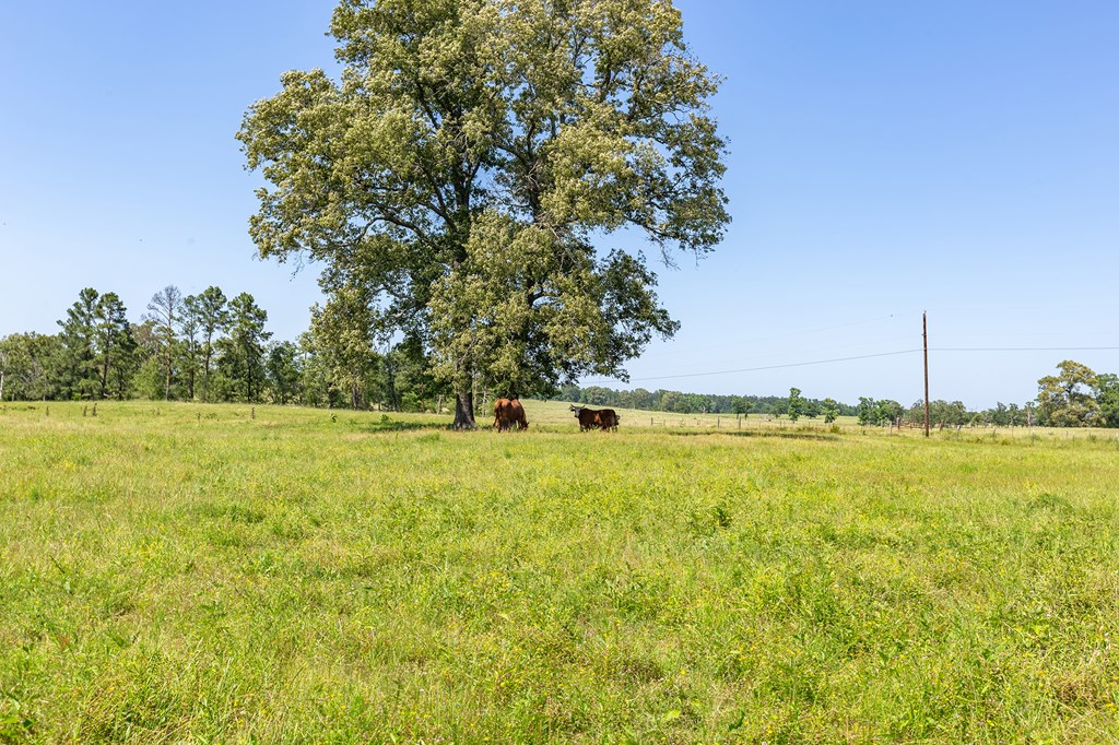 Pollok, Texas, 75969, United States, ,Residential,For Sale,1928088