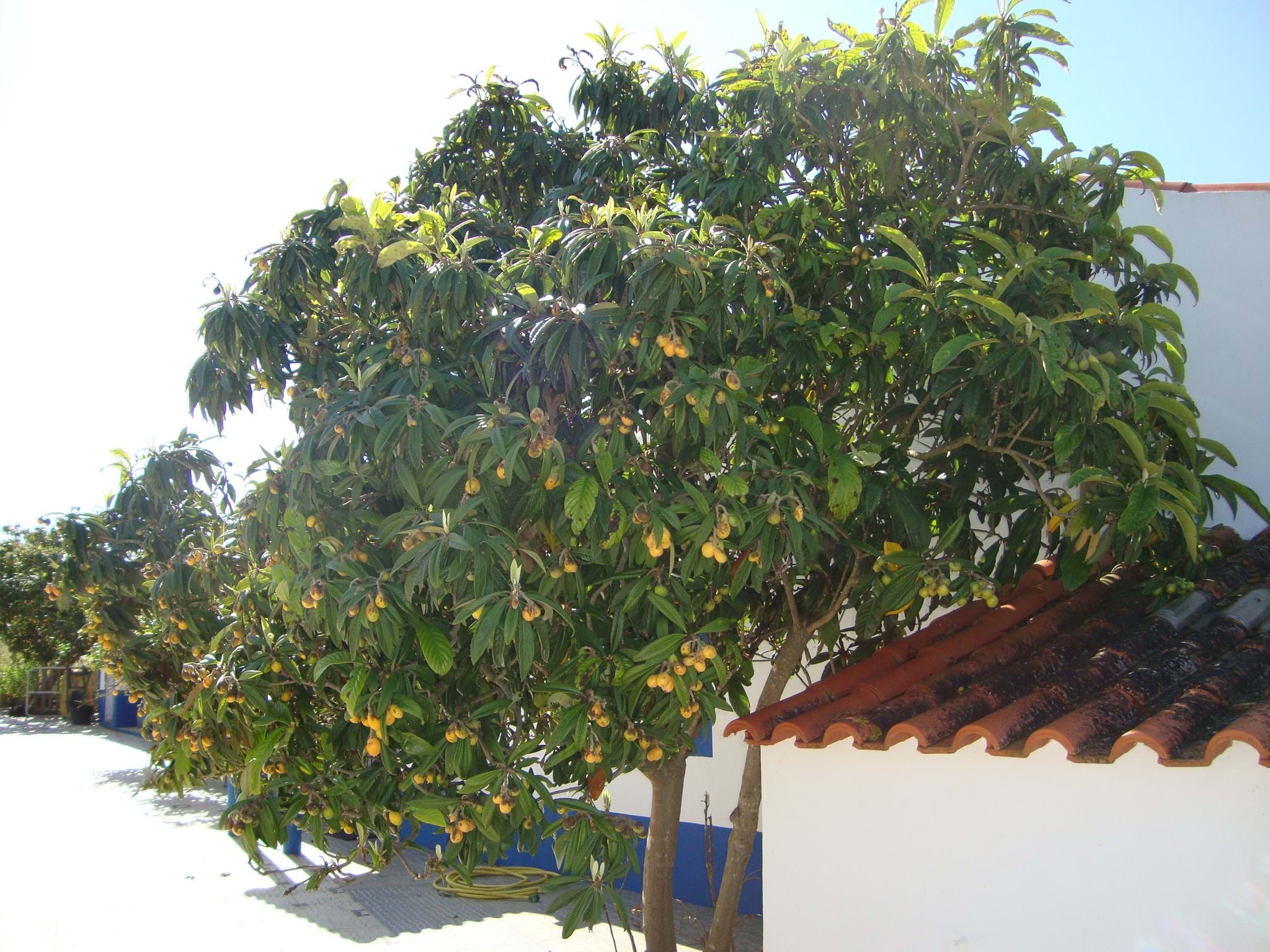 Sousel, Portalegre, 7470-155, PT, ,Residential,For Sale,1829576
