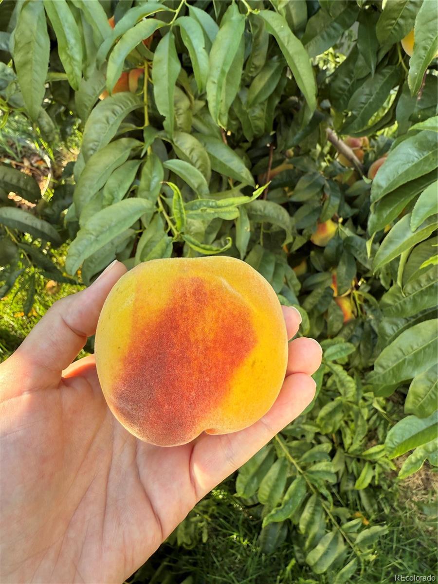 Frederick, Colorado, 80530, United States, 5 Bedrooms Bedrooms, ,3 BathroomsBathrooms,Residential,For Sale,2003063