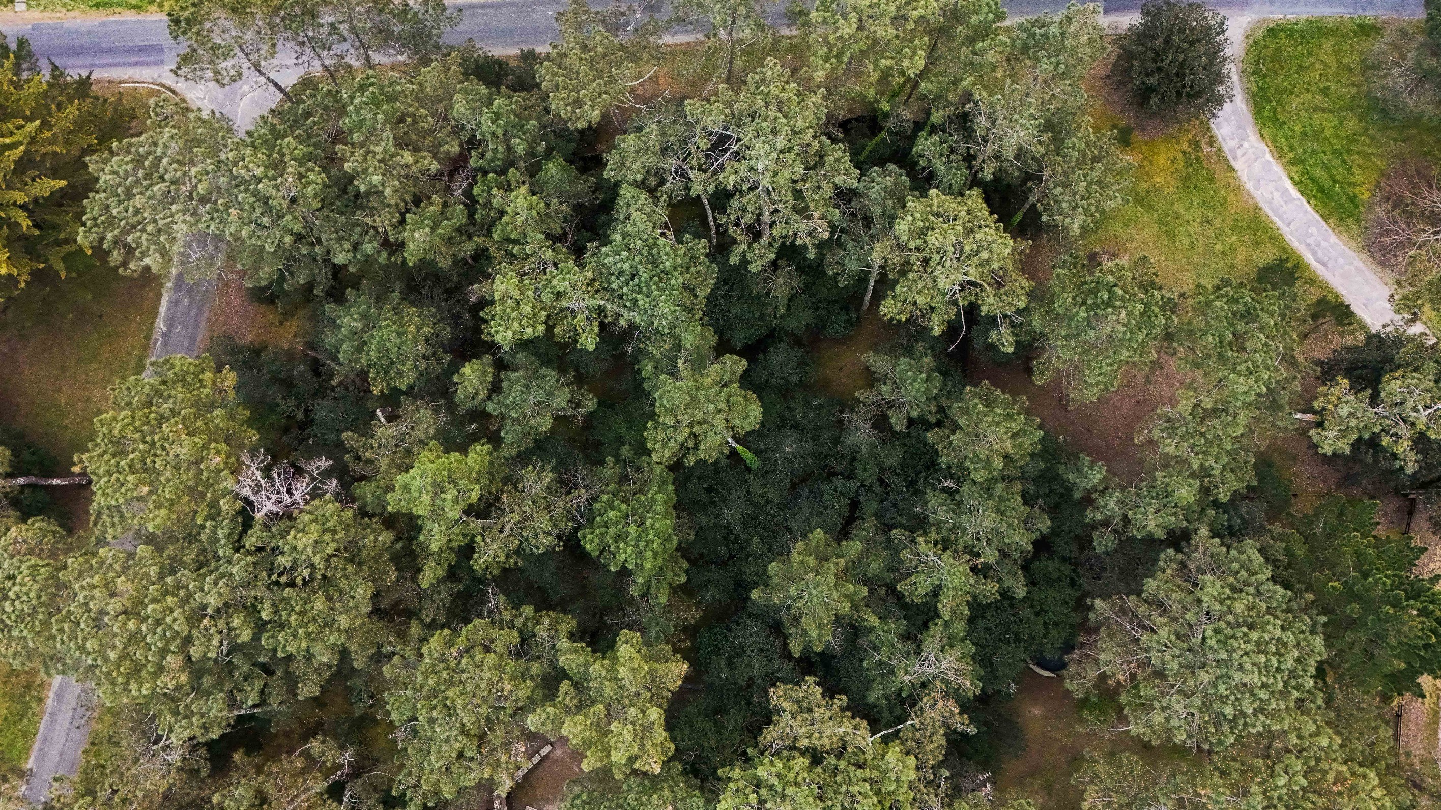  EXCEPTIONAL 1550 SQM PLOT PARK OF THE PALMYRE RESIDENCE - 物件實景