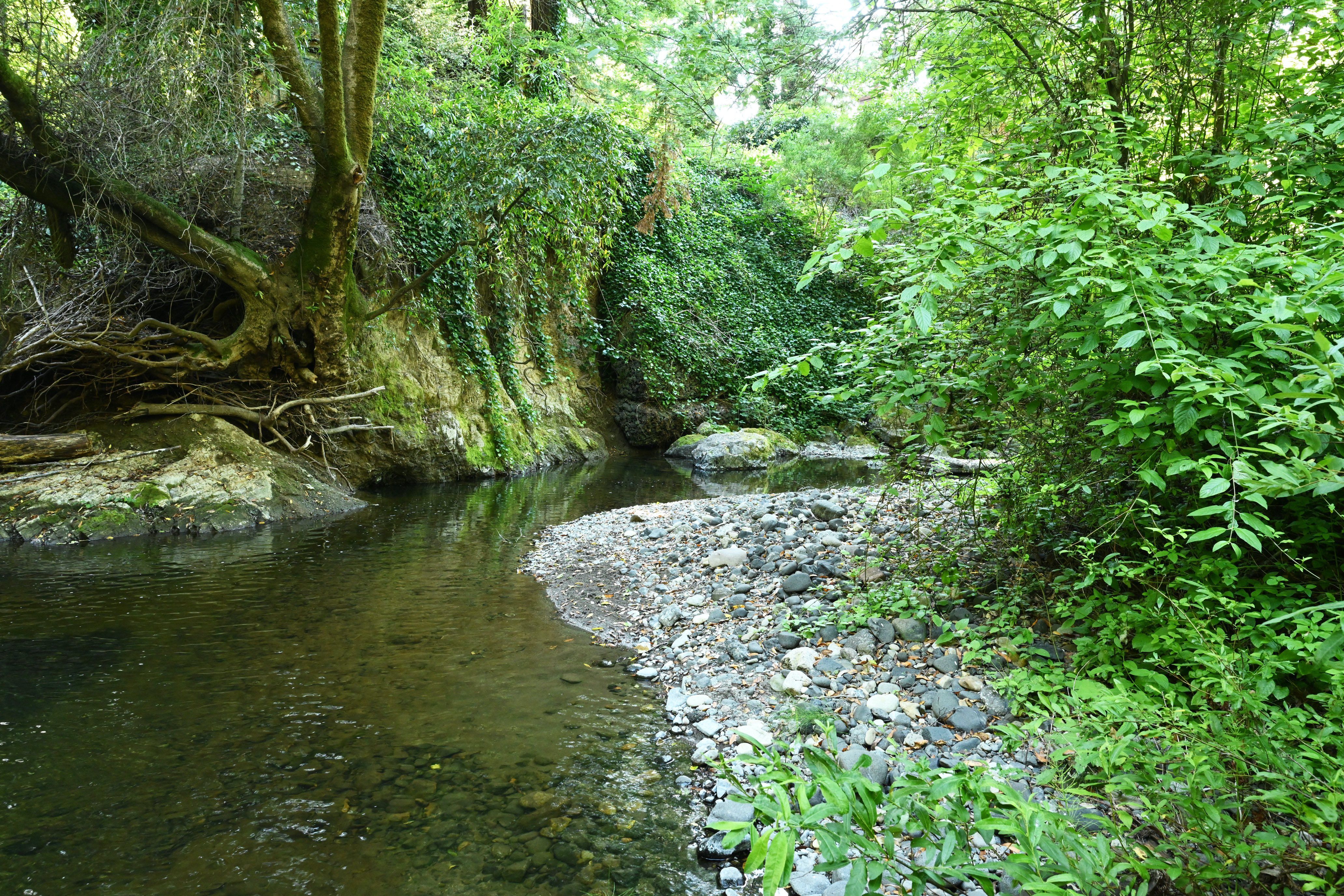  Creekside Setting and Acreage - 物件實景