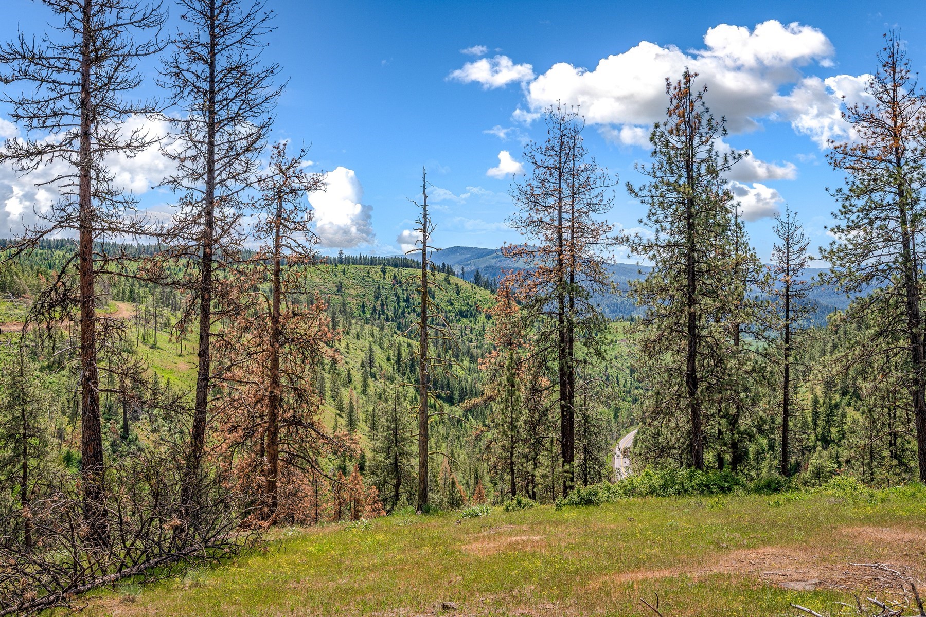  Cabins on 17ac. Surrounded by Lumber Land - 物件實景