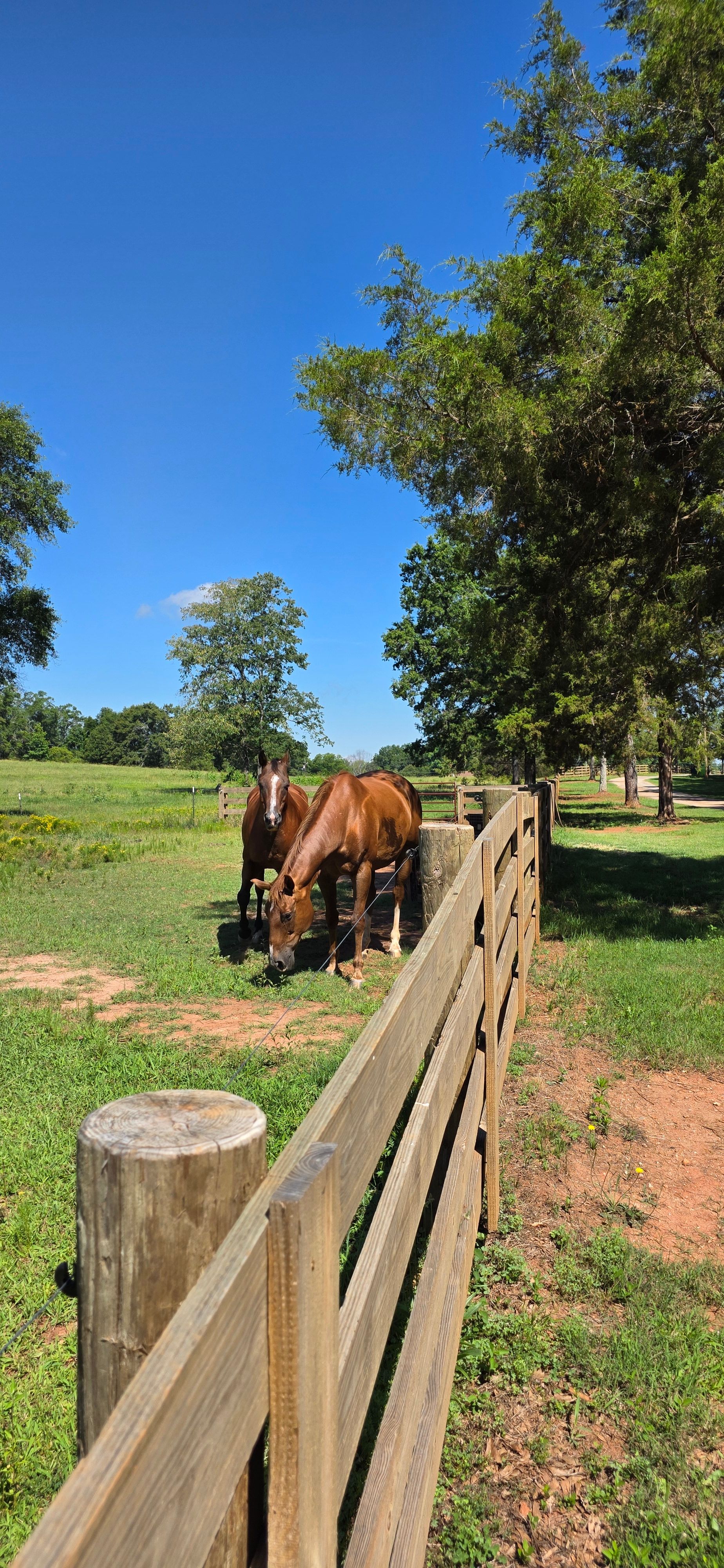  608 Five Forks Road, Anderson, SC 29621 - 物件實景