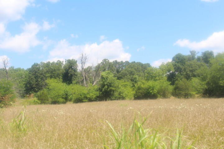 Polk, Missouri, 65727, United States, ,Land,For Sale,1980569