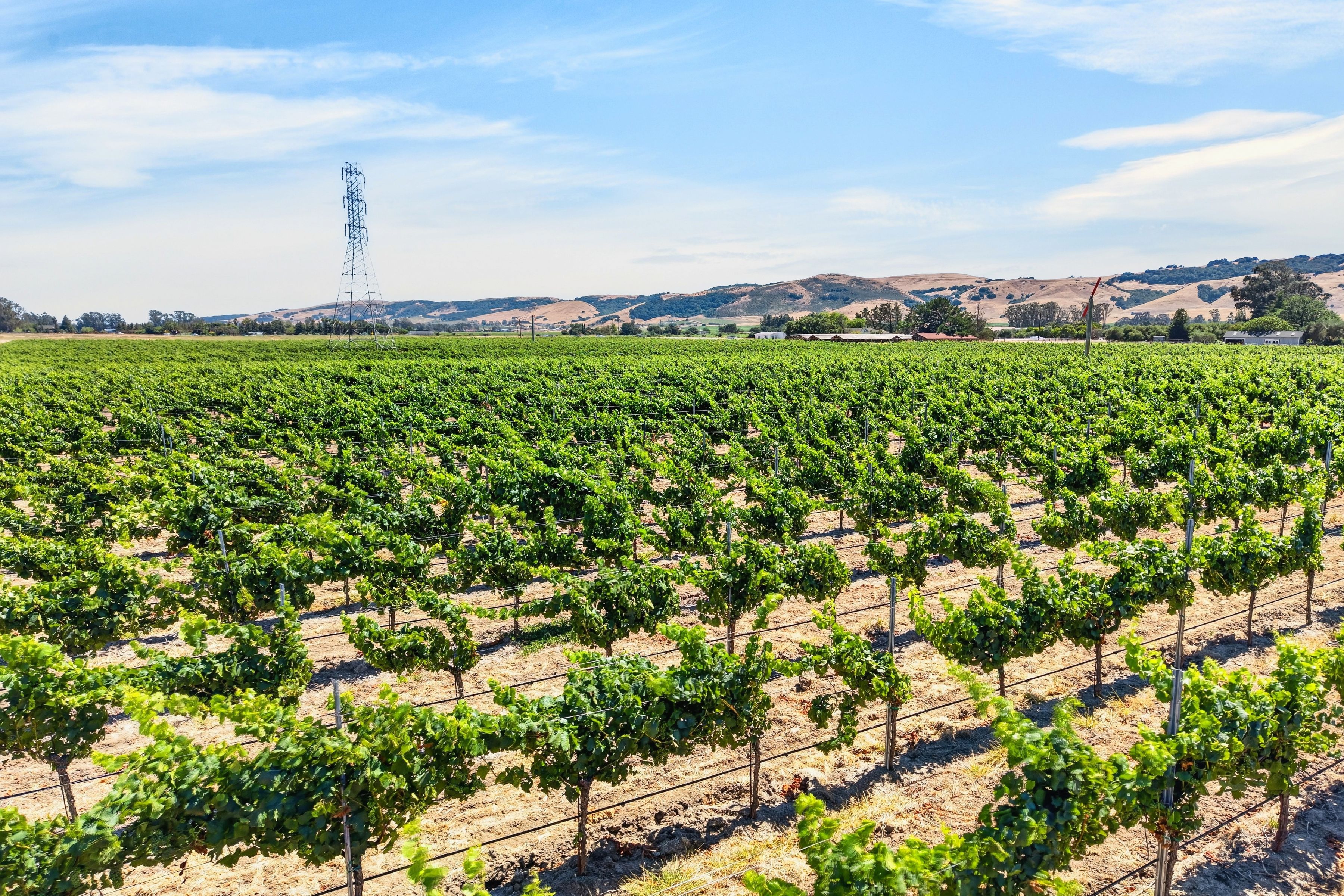  Sonoma Valley Vineyard Estate - 物件實景