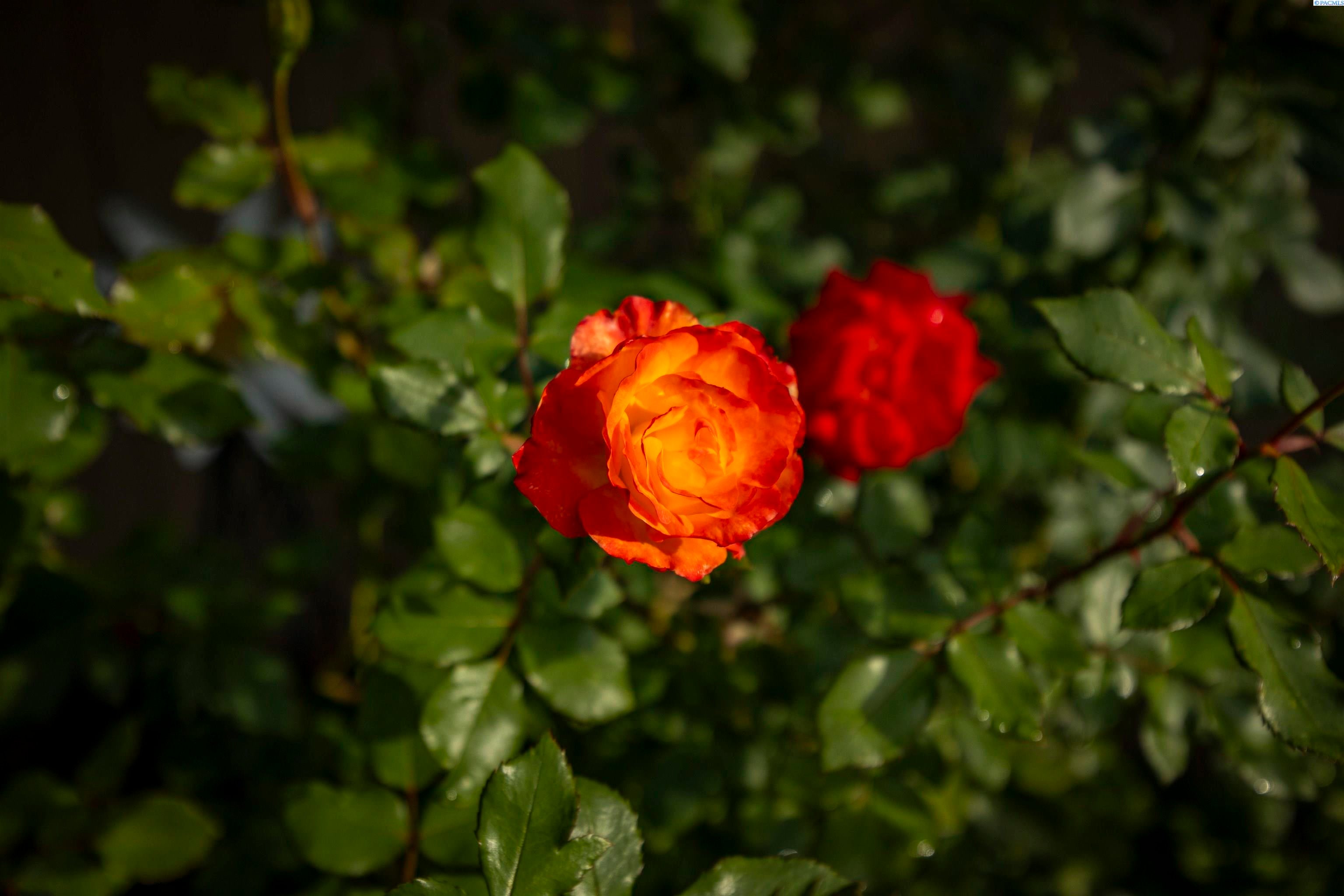 Pasco, Washington, 99301, United States, 3 Bedrooms Bedrooms, ,3 BathroomsBathrooms,Residential,For Sale,1981620