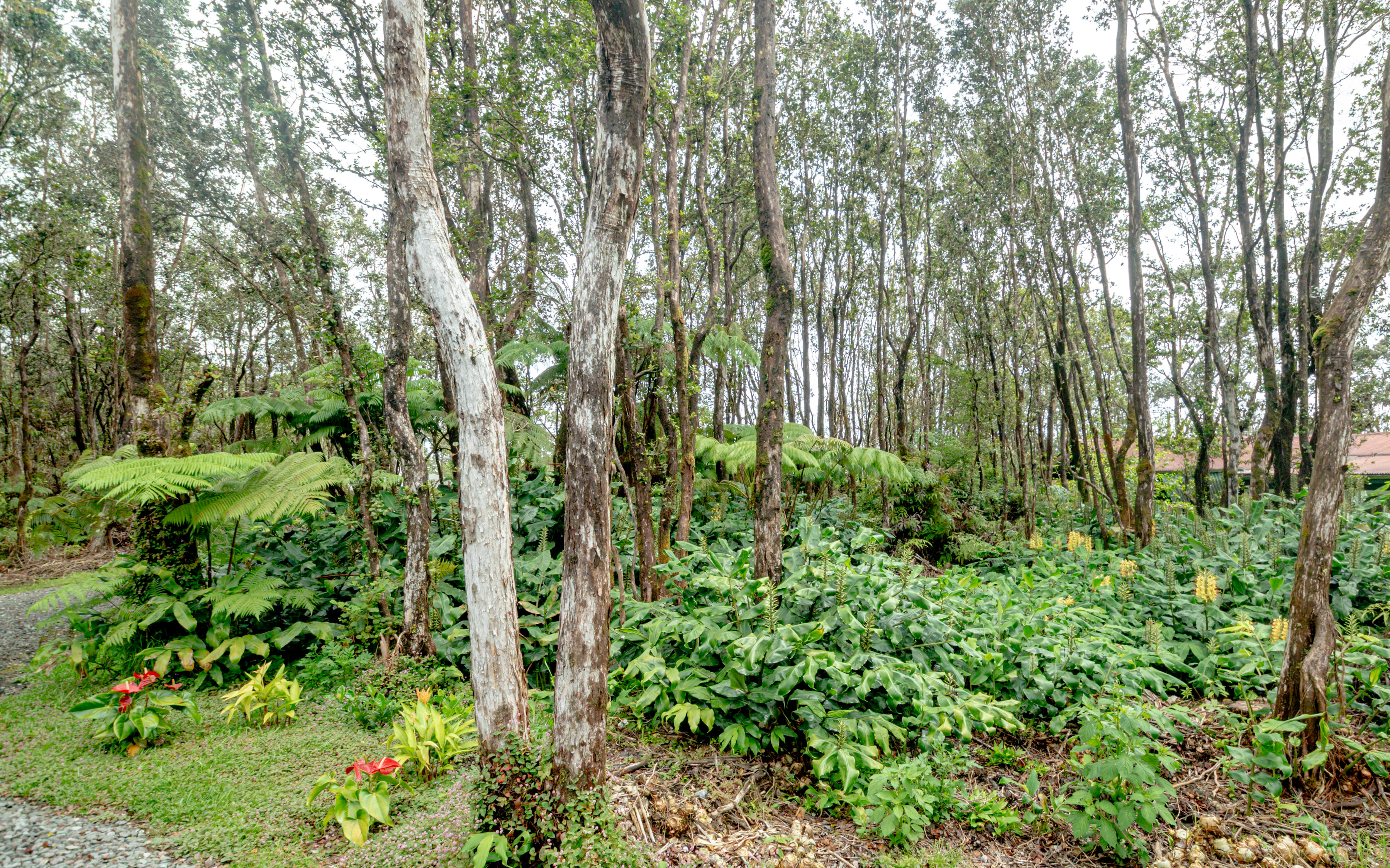  11-3925-A Liona St., Volcano, HI 96785 - 物件實景