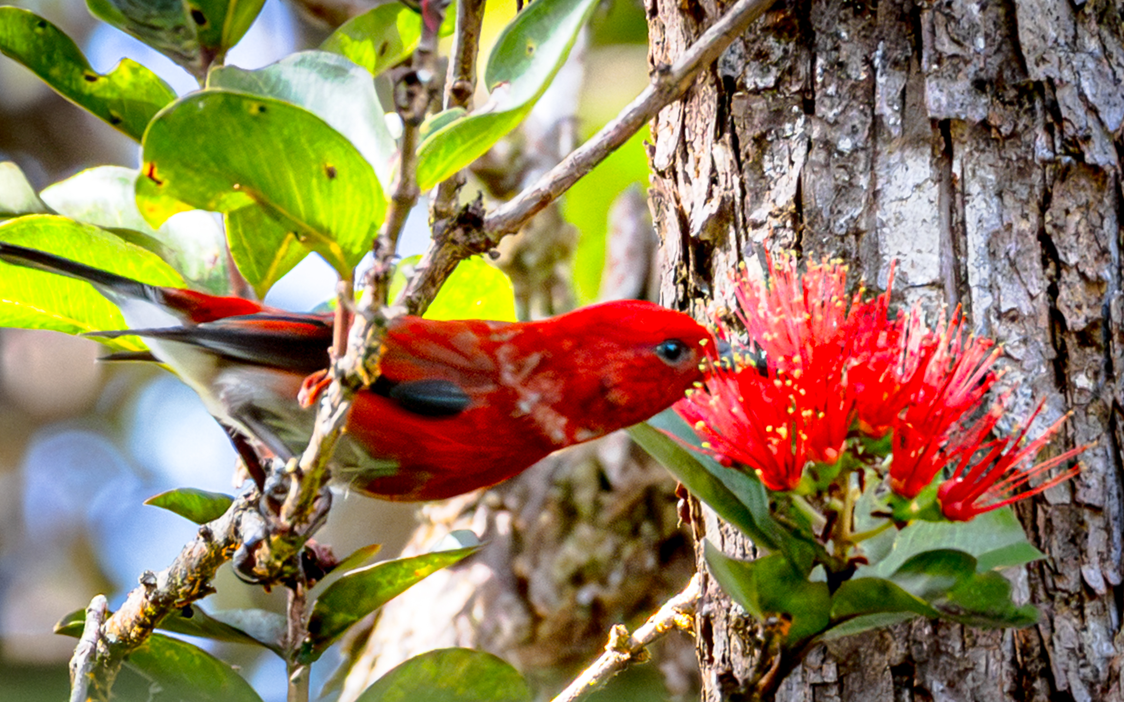  11-3121  HOOLEHUA RD, Volcano, HI 96785 - 物件實景