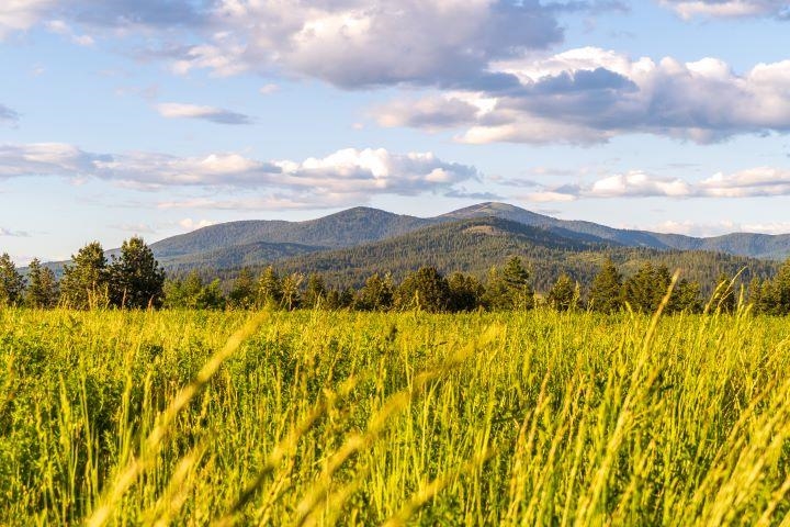 Mead, Washington, 99021, United States, ,Land,For Sale,1977316