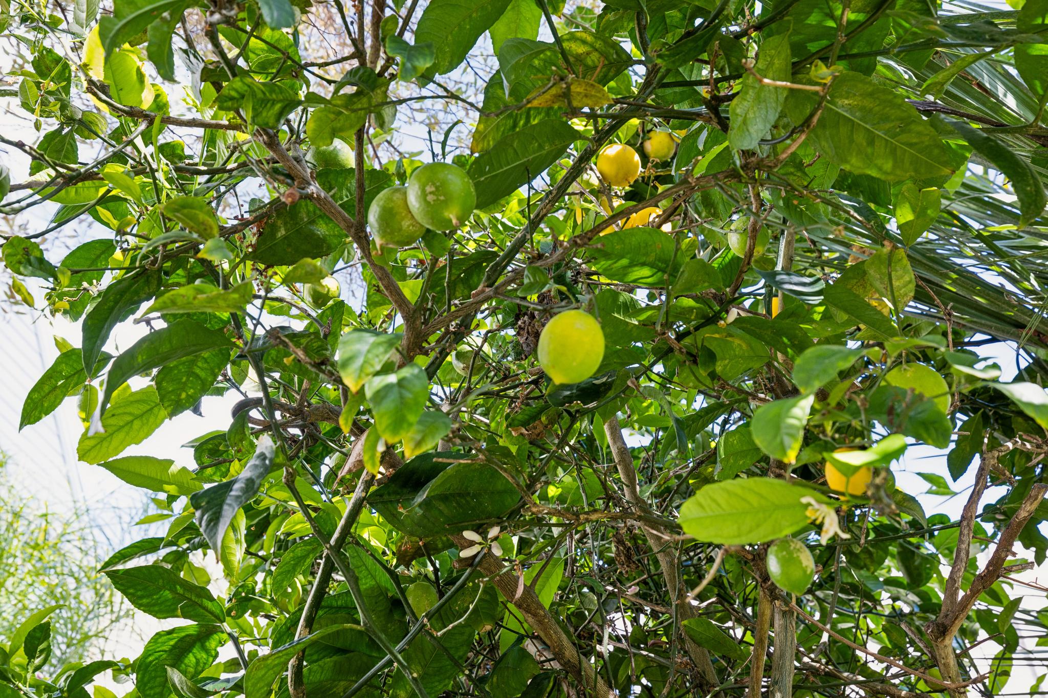  A Noe Valley Charmer - 物件實景