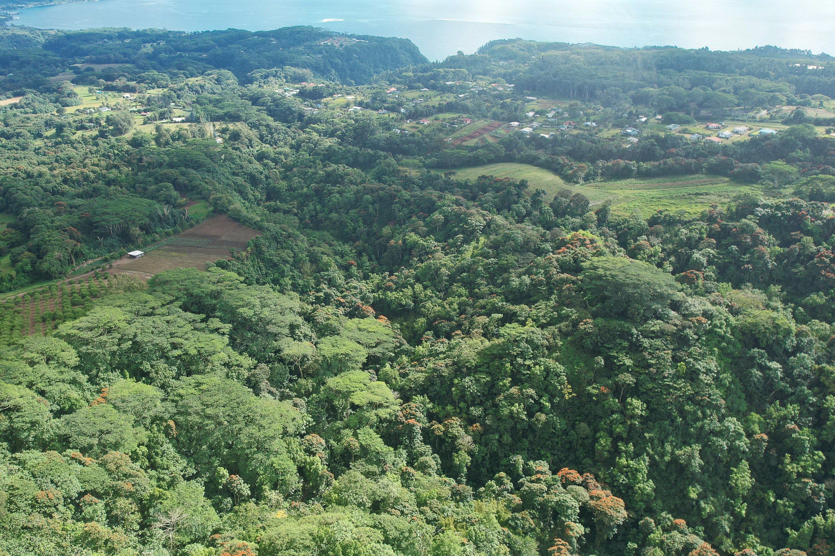  Tahiti - Afaahiti - Exceptional land surrounded by nature - 物件實景