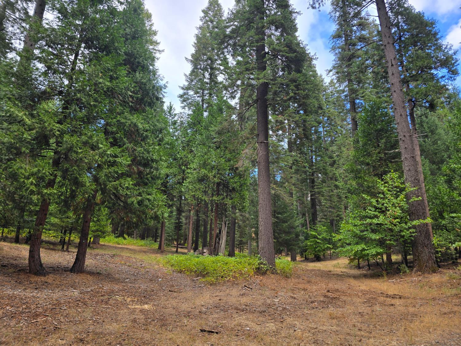 Pollock Pines, California, 95726, United States, ,Residential,For Sale,1982906