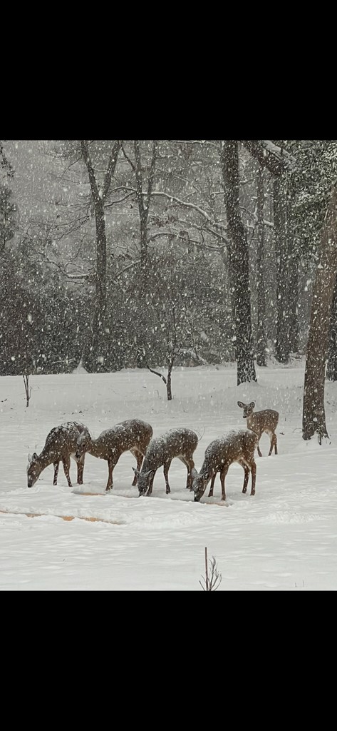 Machipongo, Virginia, 23405, United States, 3 Bedrooms Bedrooms, ,3 BathroomsBathrooms,Residential,For Sale,2003138