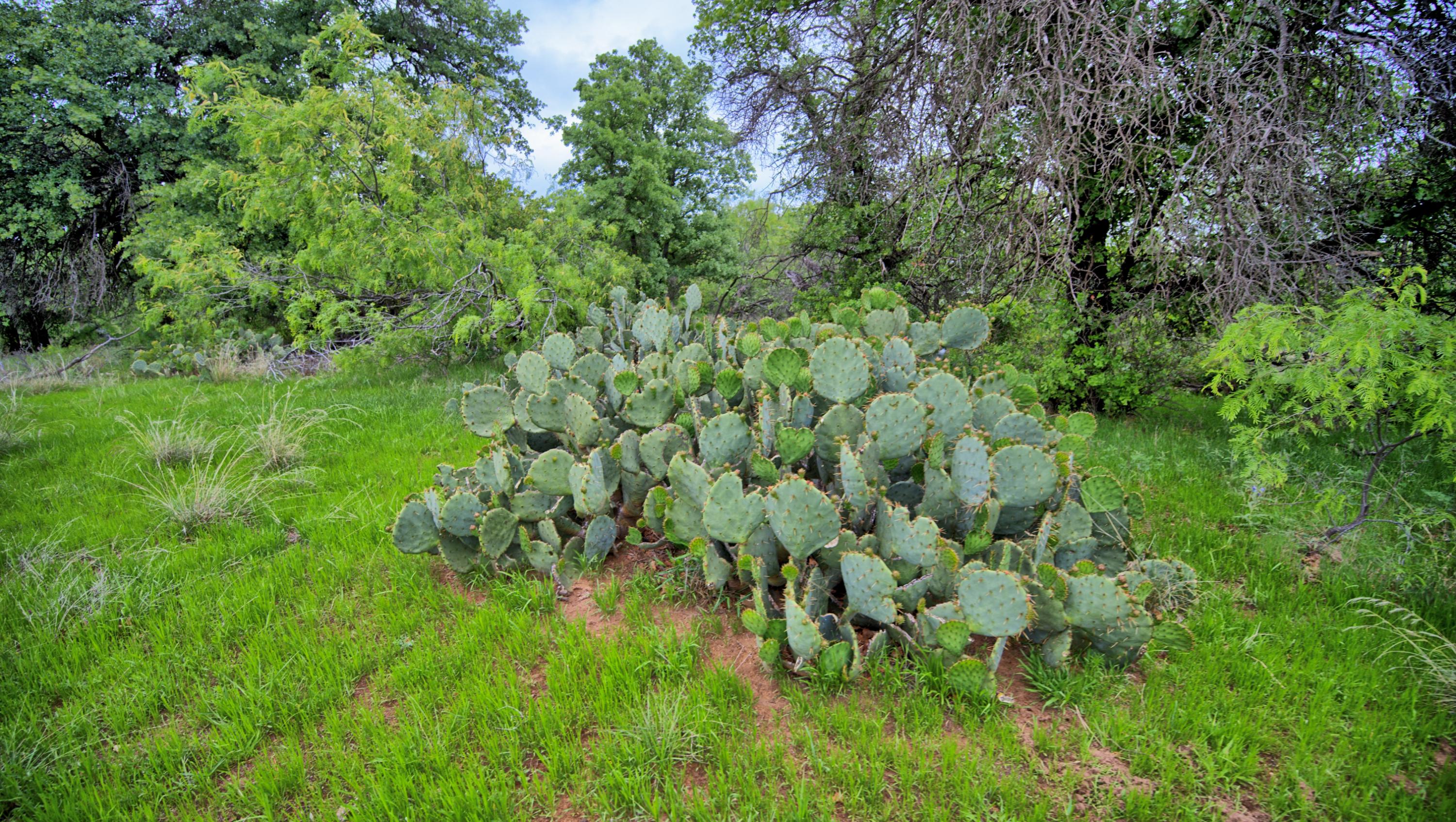  95 Acres in Clay County - 物件實景