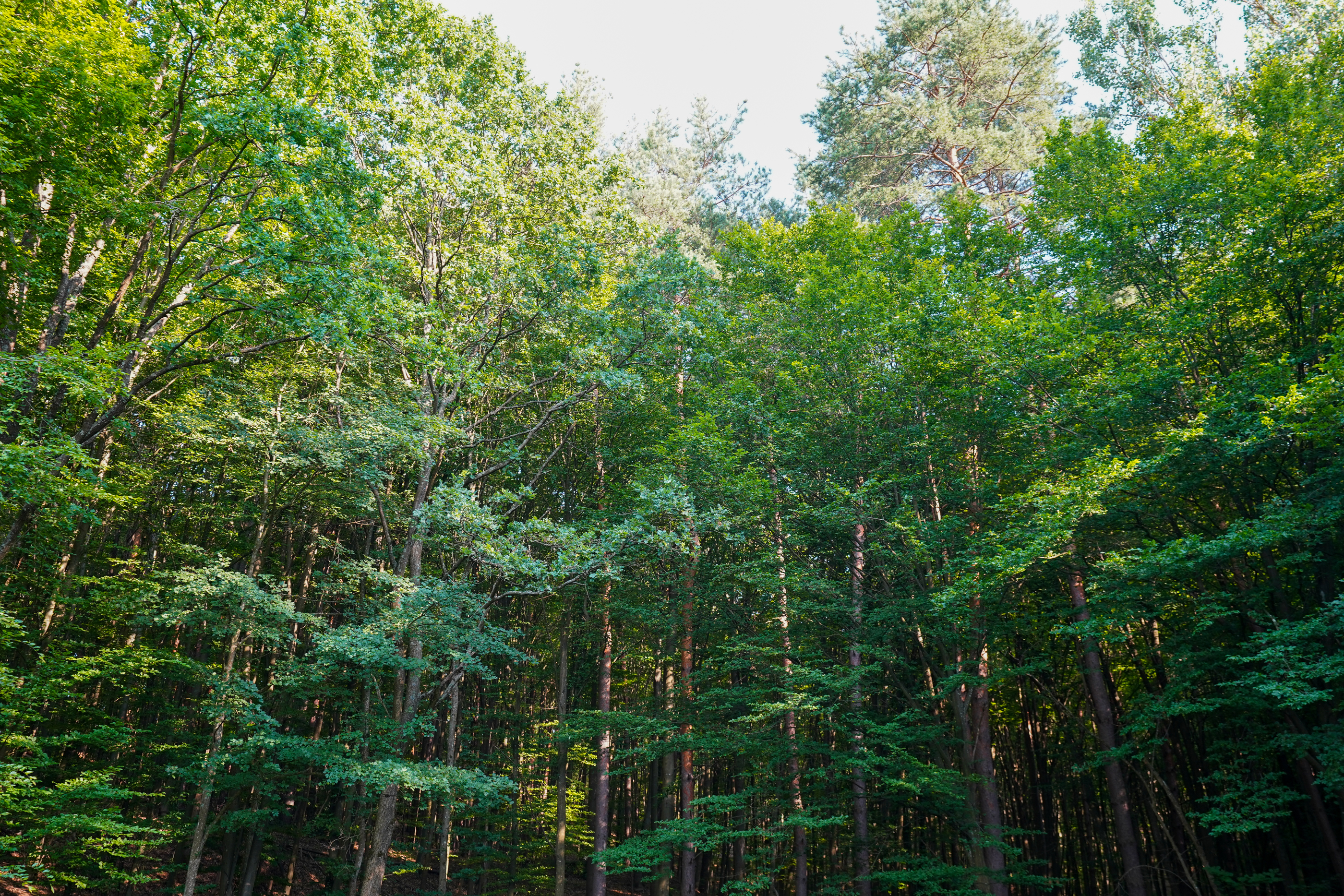  Villa with a 19-Hectare Private Estate on the Edge of the Forest - 物件實景