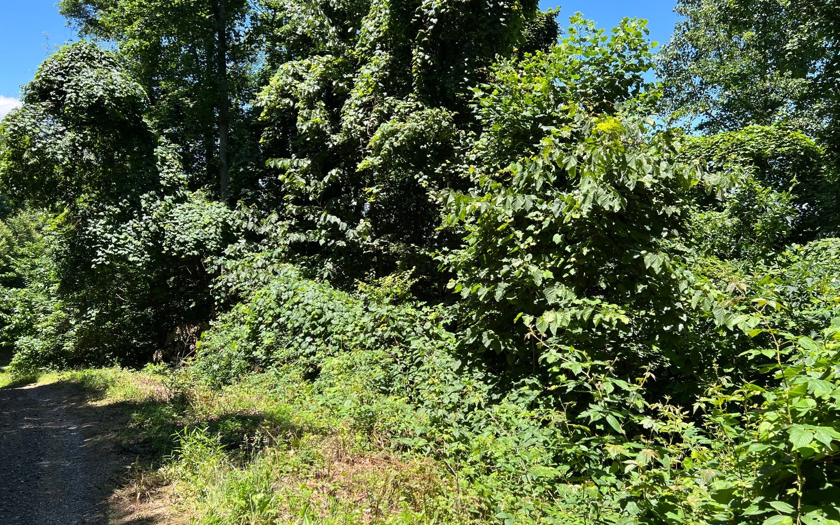 101ac Lori'S Mountain, Hayesville, North Carolina, 28904, United States, ,Residential,For Sale,101ac Lori'S Mountain,1304629