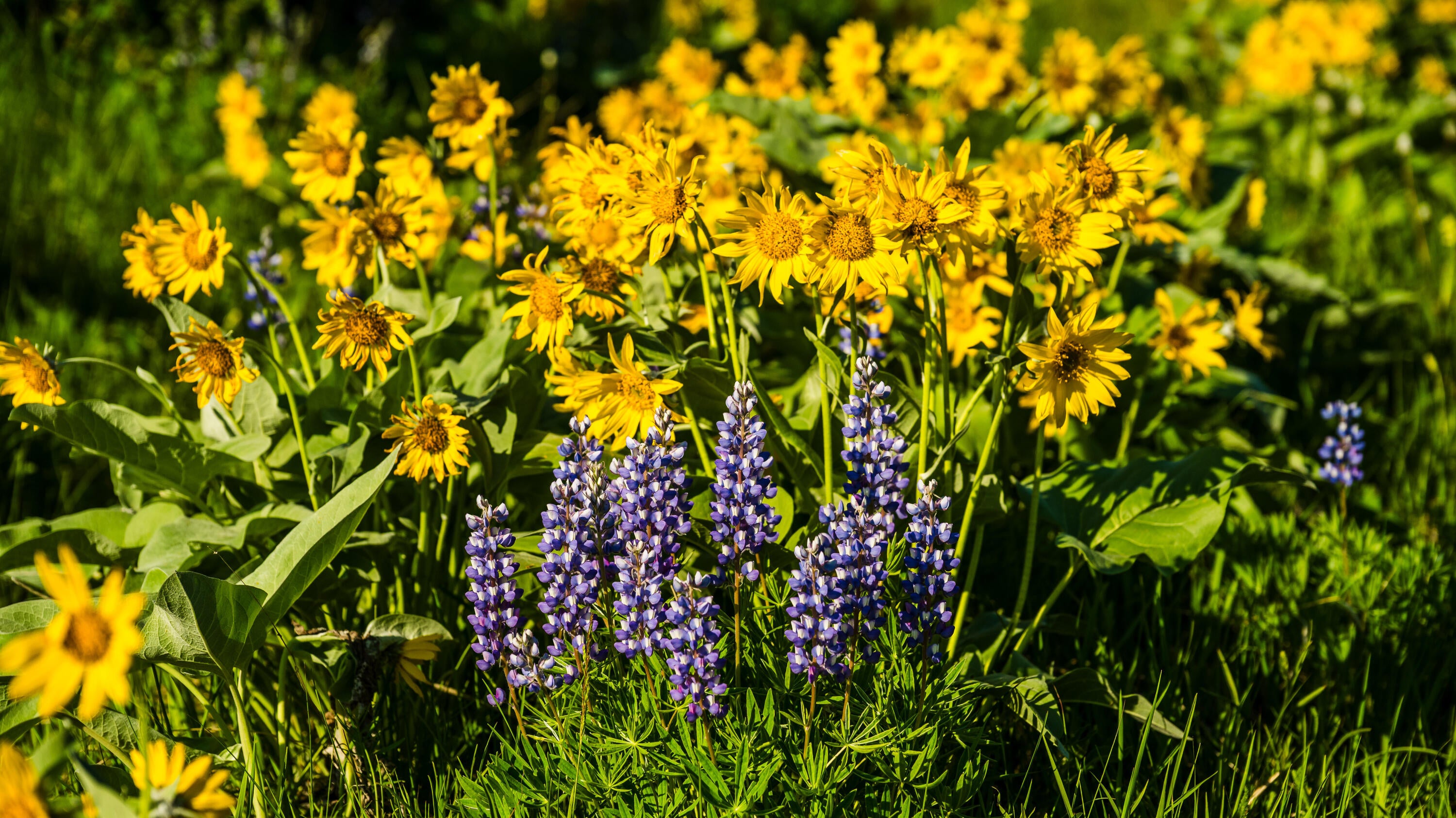 Big Horn, Wyoming, 82833, United States, ,Residential,For Sale,2011314