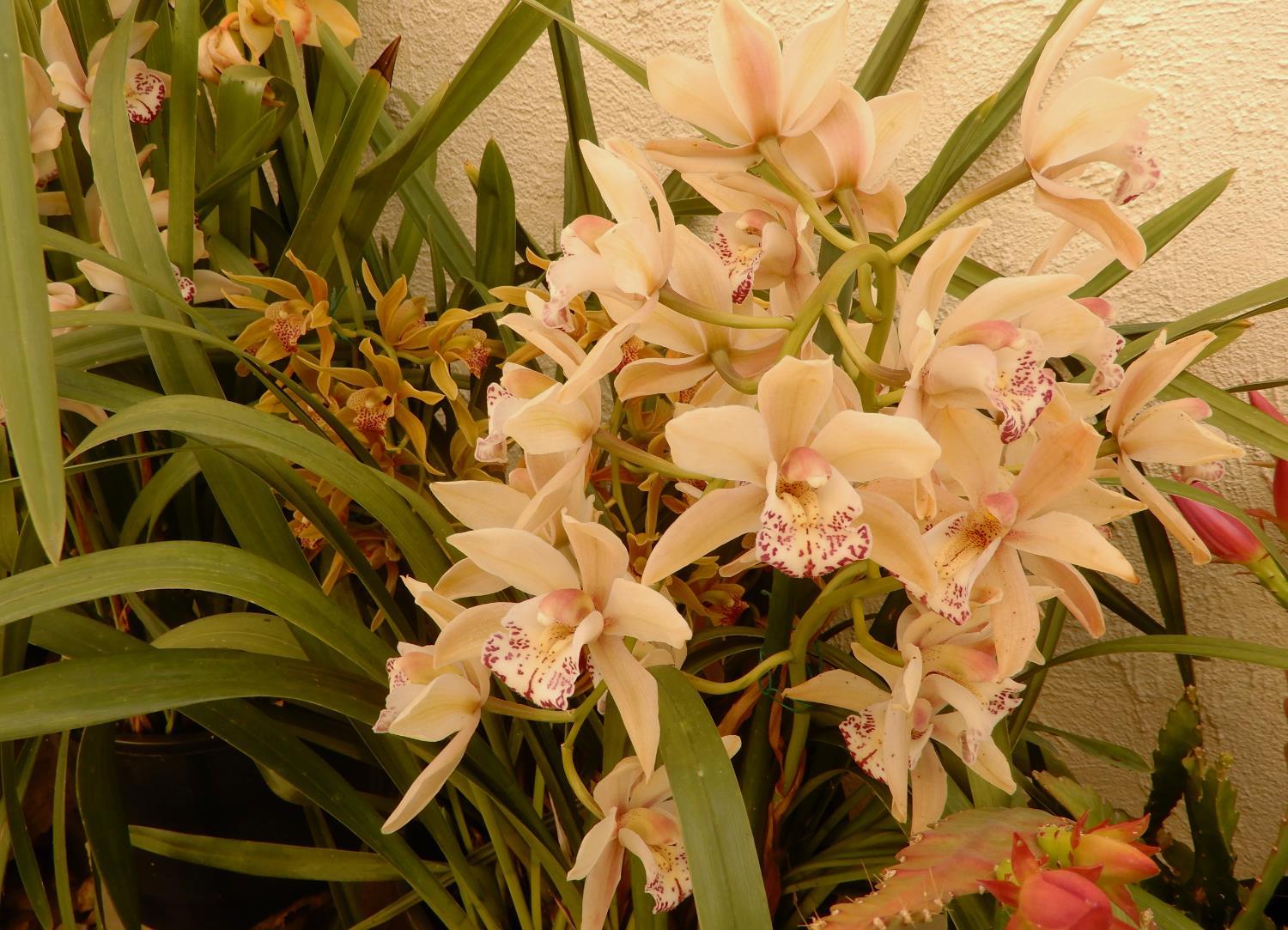 San Jose, California, 95116, United States, 4 Bedrooms Bedrooms, ,3 BathroomsBathrooms,Residential,For Sale,2038368