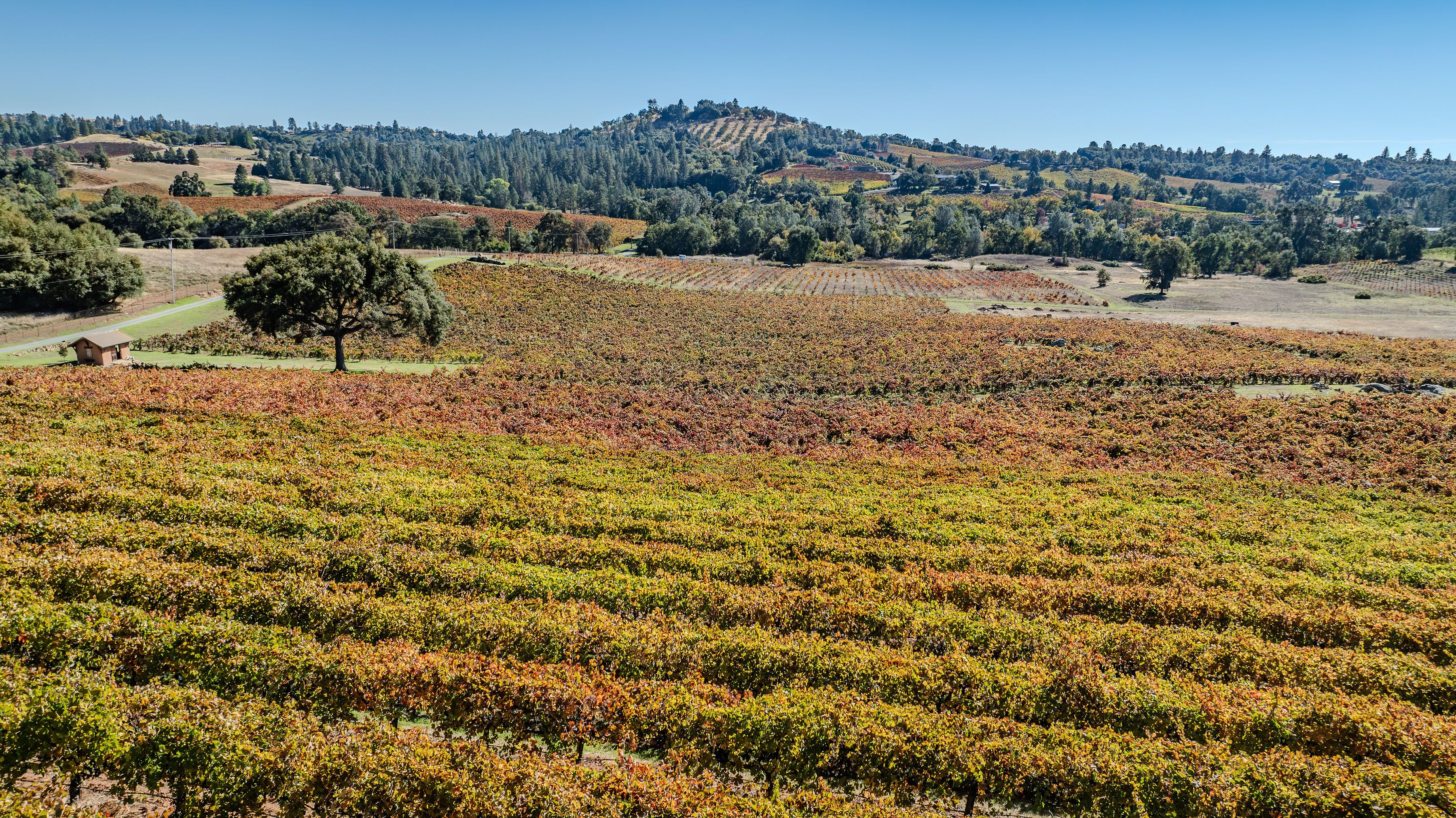  12551 Steiner Road, Plymouth, CA 95669 - 物件實景