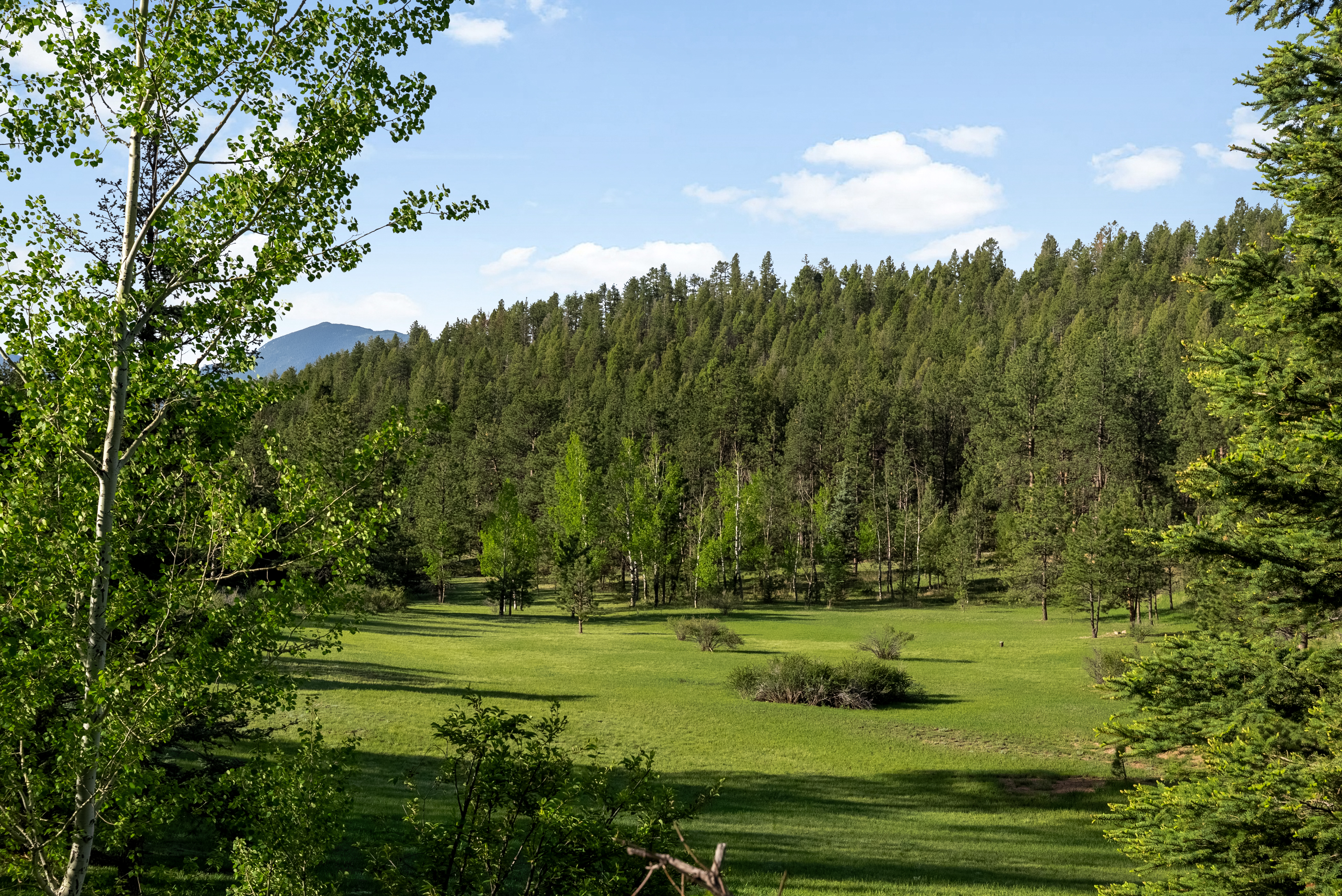  .275 acres of rolling grass, towering trees, & mountain views in every direction - 物件實景
