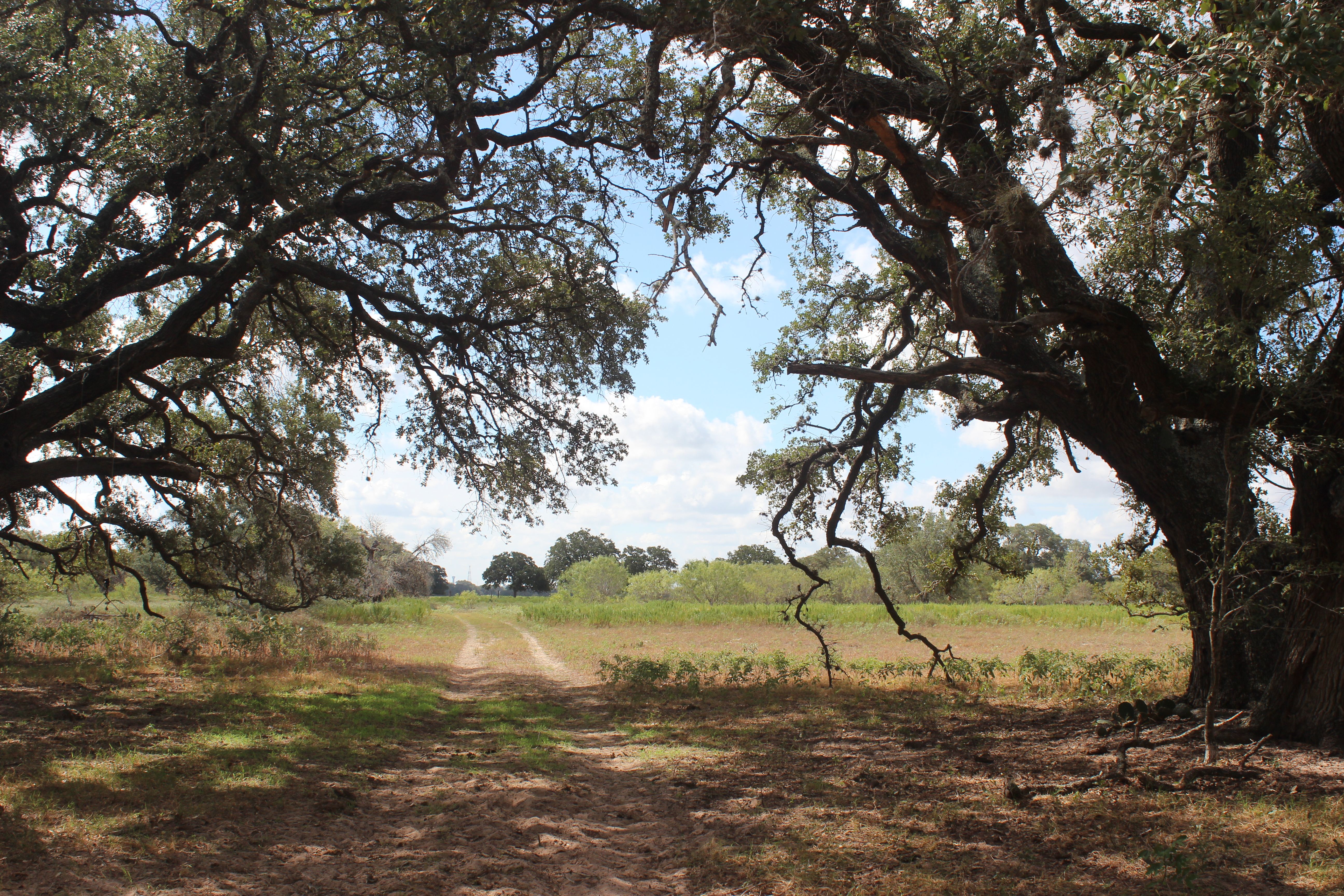  398+/- Acre Grass Pond Colony Ranch - 物件實景