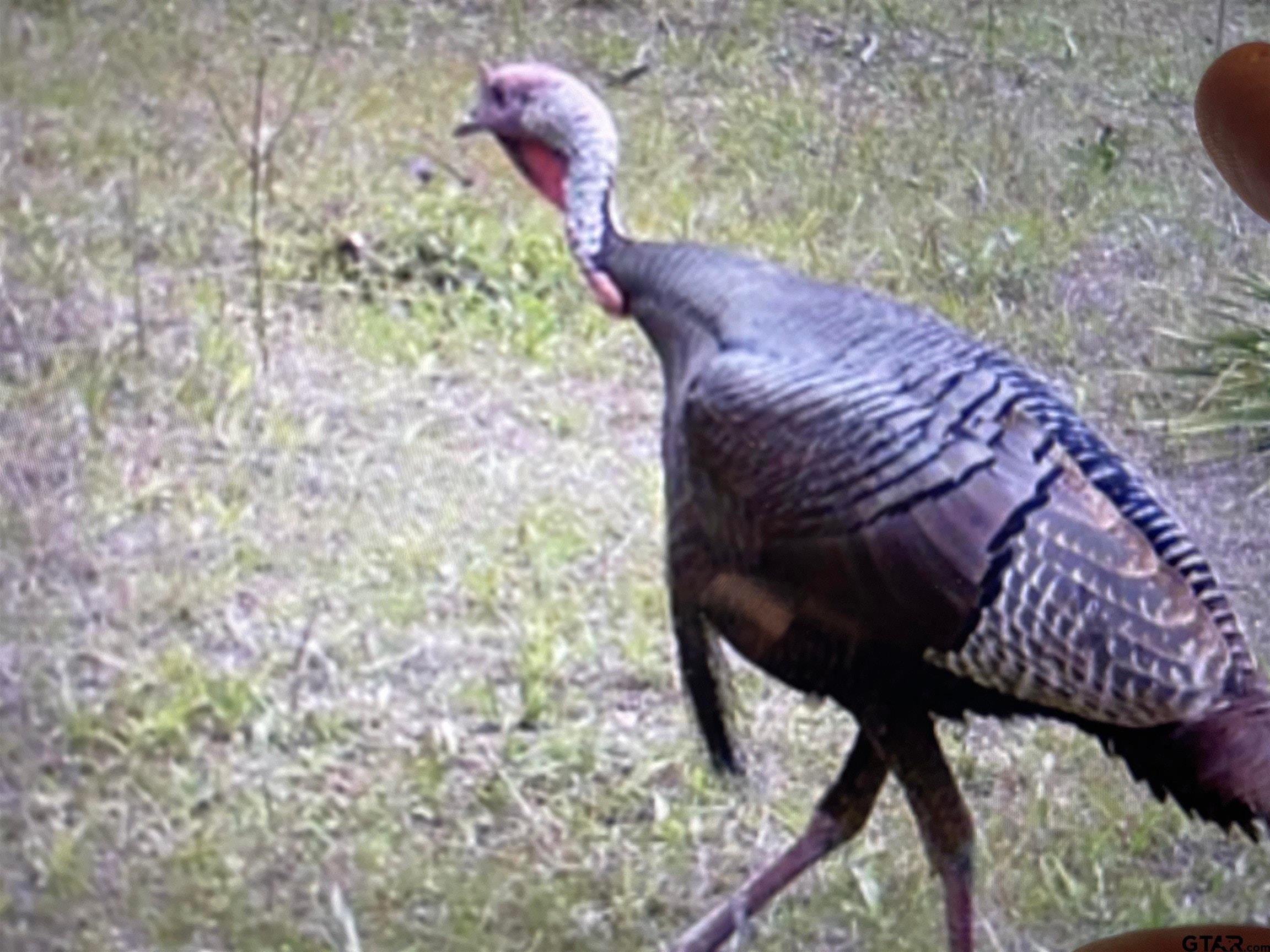 Lone Star, Texas, 75668, United States, 2 Bedrooms Bedrooms, ,1 BathroomBathrooms,Residential,For Sale,1979709