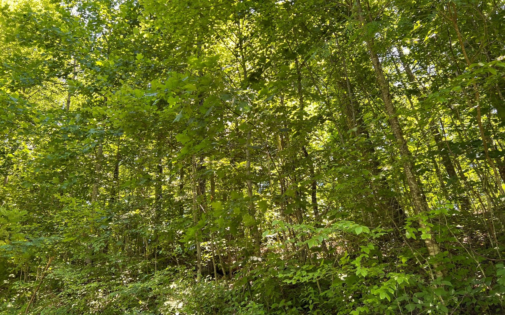 101ac Lori'S Mountain, Hayesville, North Carolina, 28904, United States, ,Residential,For Sale,101ac Lori'S Mountain,1304629