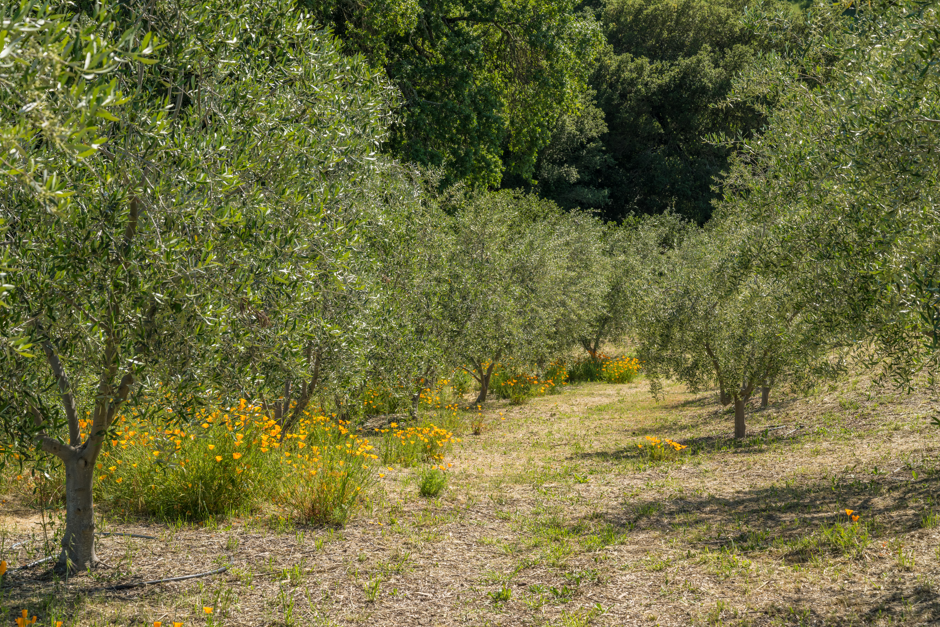  56-Acre Napa Valley Retreat - 物件實景