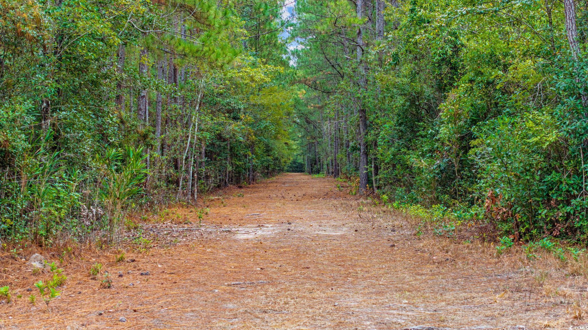 Loris, South Carolina, 29569, United States, ,Land,For Sale,1973987