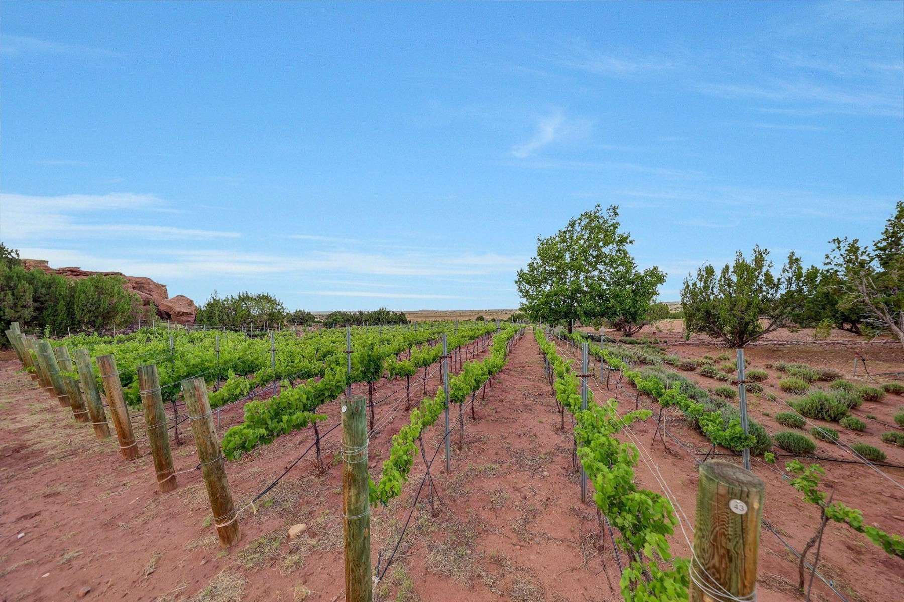  14 County Road 5309, Concho, AZ 85924 - 物件實景