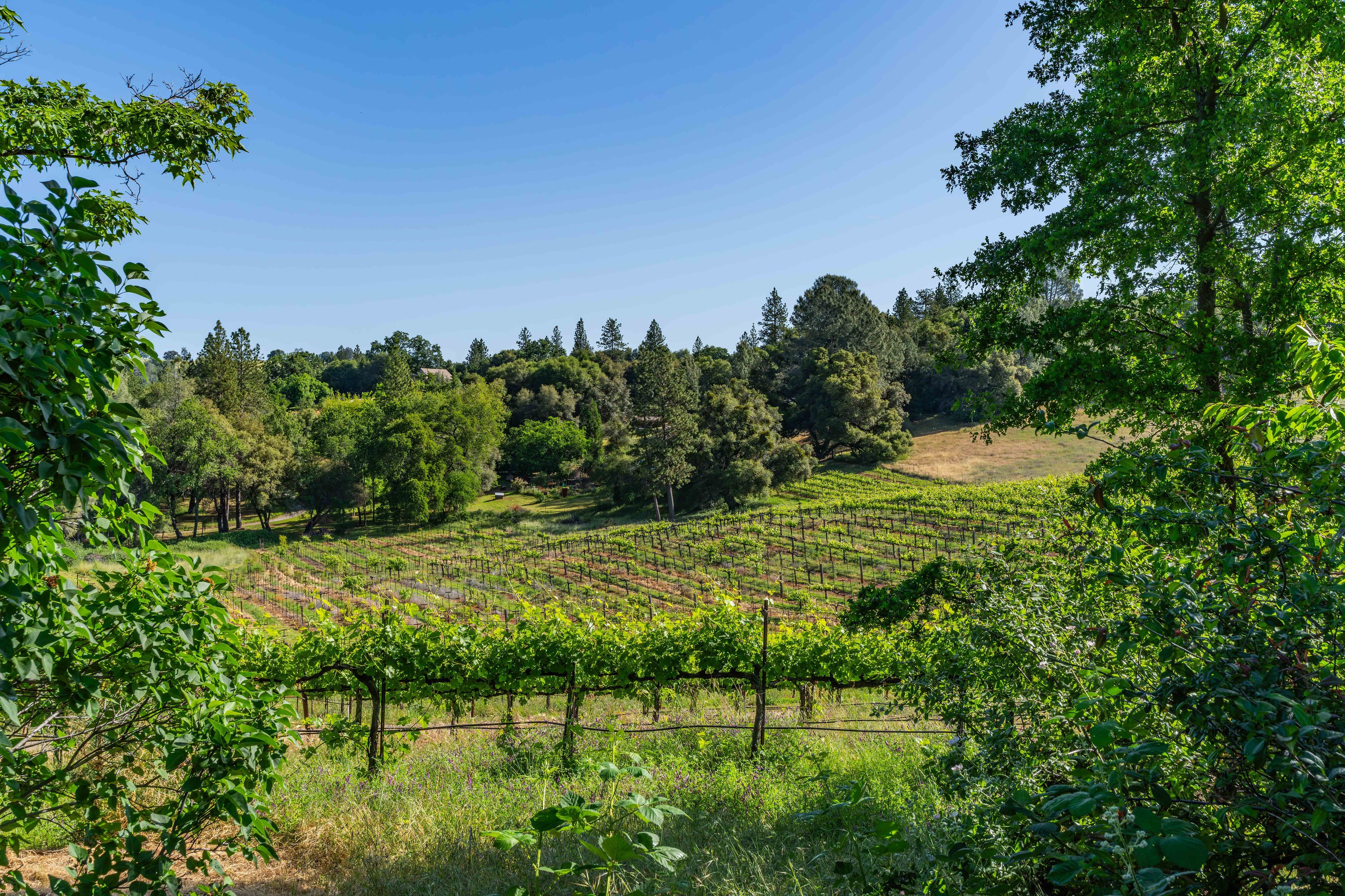  22 Acres • Panoramic Views • Unmatched Privacy • Idyllic Ranch Estate - 物件實景