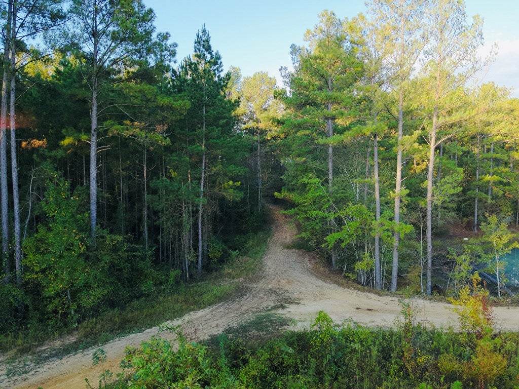 Abbeville, Georgia, 31001, United States, ,Land,For Sale,1975130