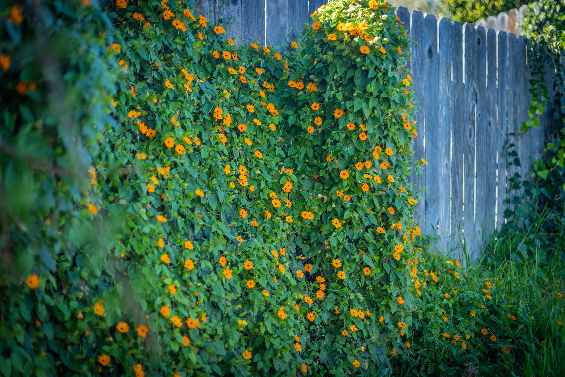  75 Maxine Avenue, Oak View, CA 93022 - 物件實景