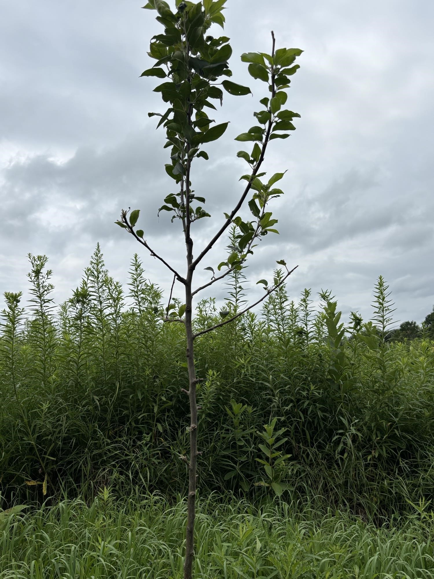 Gays Mills, Wisconsin, 54631, United States, ,Residential,For Sale,1928729