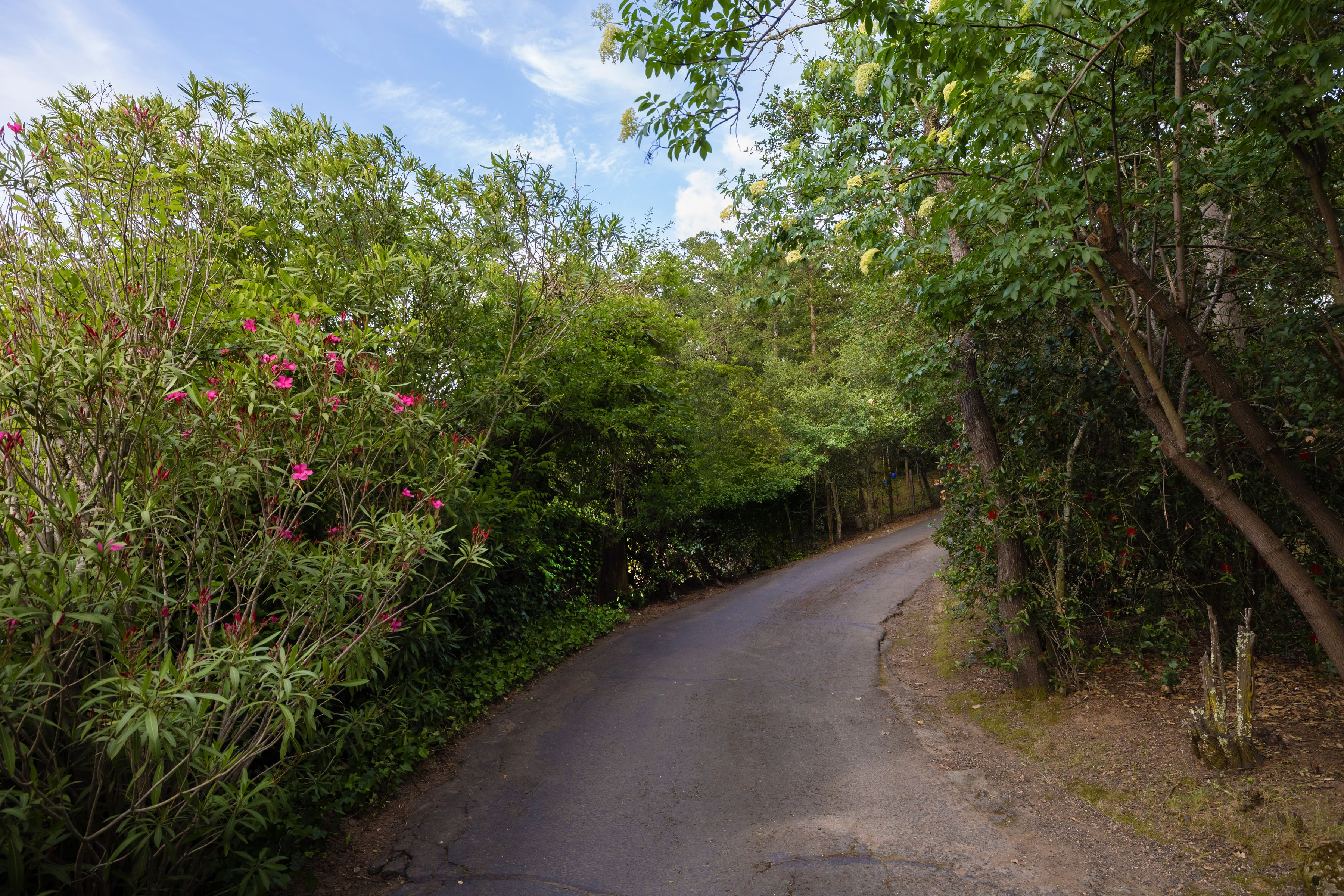  305 Ashlar Drive - 物件實景