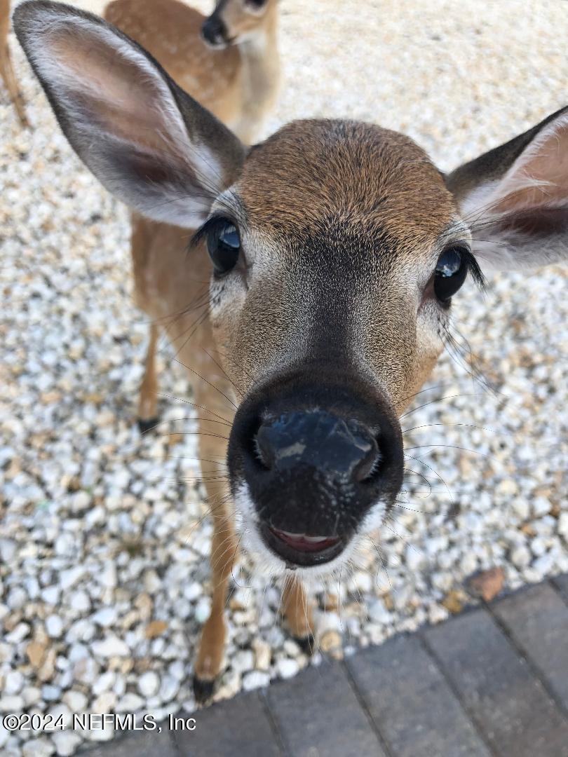 Big Pine Key, Florida, 33043, United States, 3 Bedrooms Bedrooms, ,4 BathroomsBathrooms,Residential,For Sale,2001715