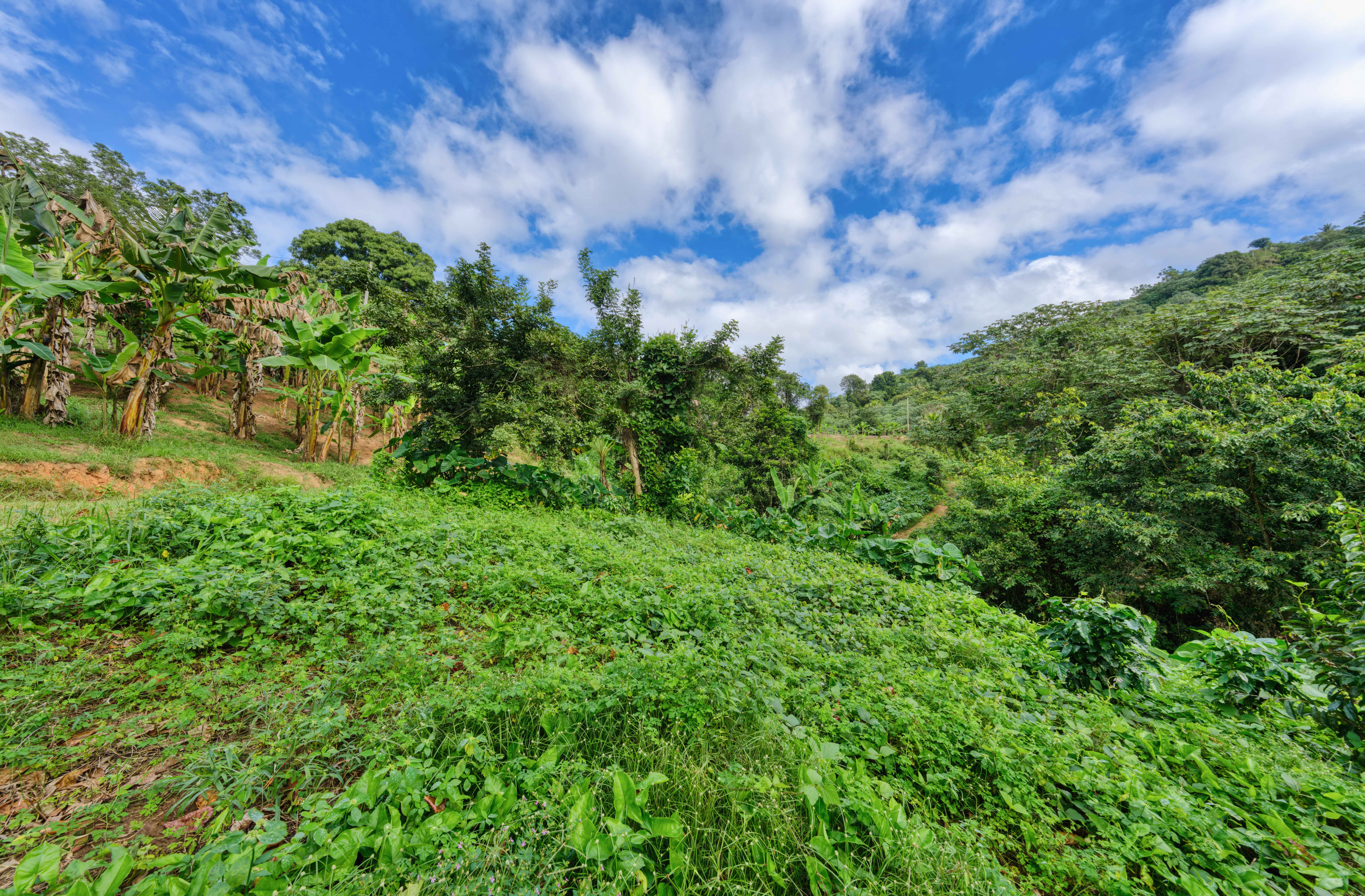  Exceptional Mountainside Acreage - 物件實景