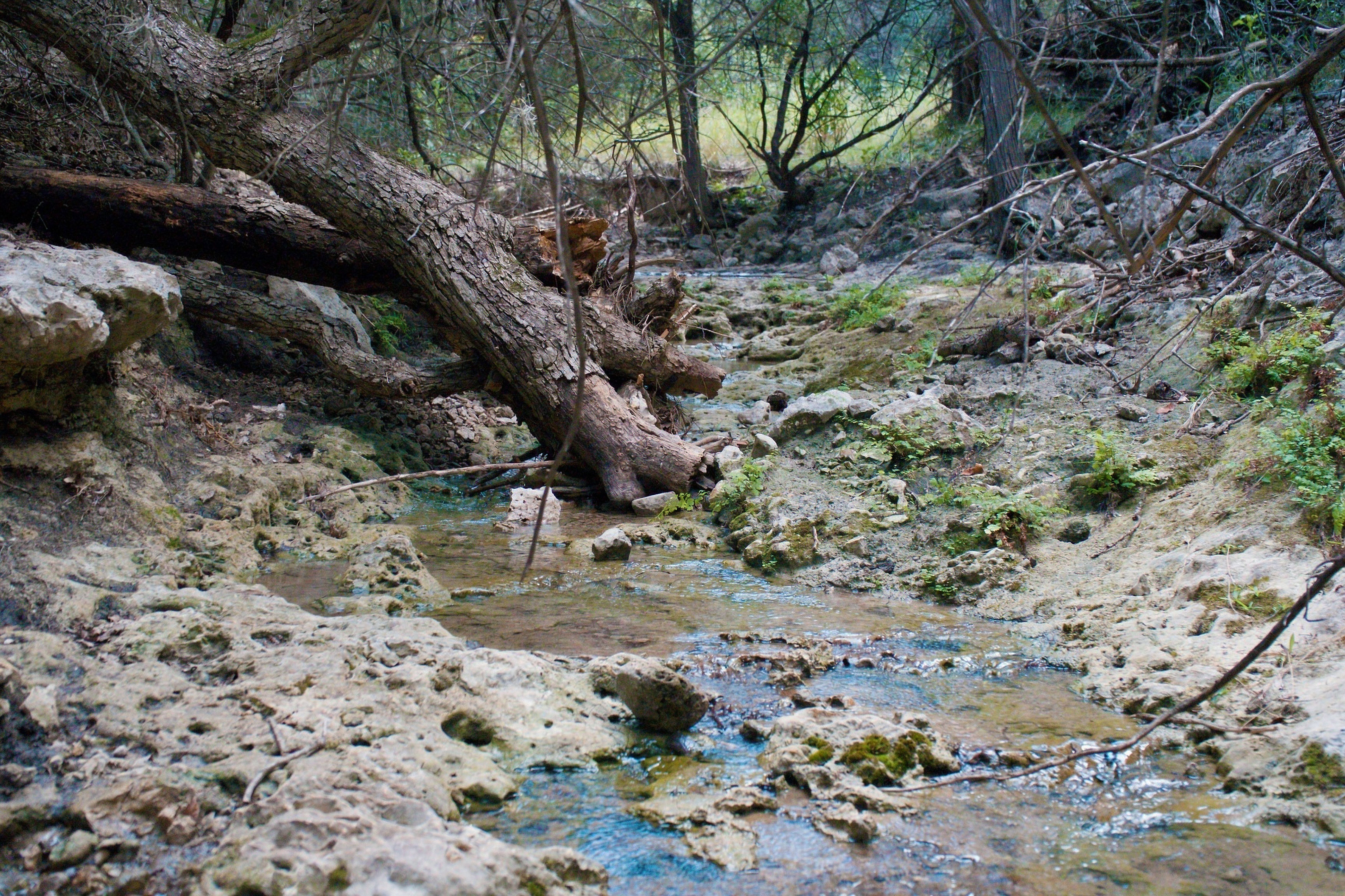  985+/- Acre 12 Springs Ranch - 物件實景