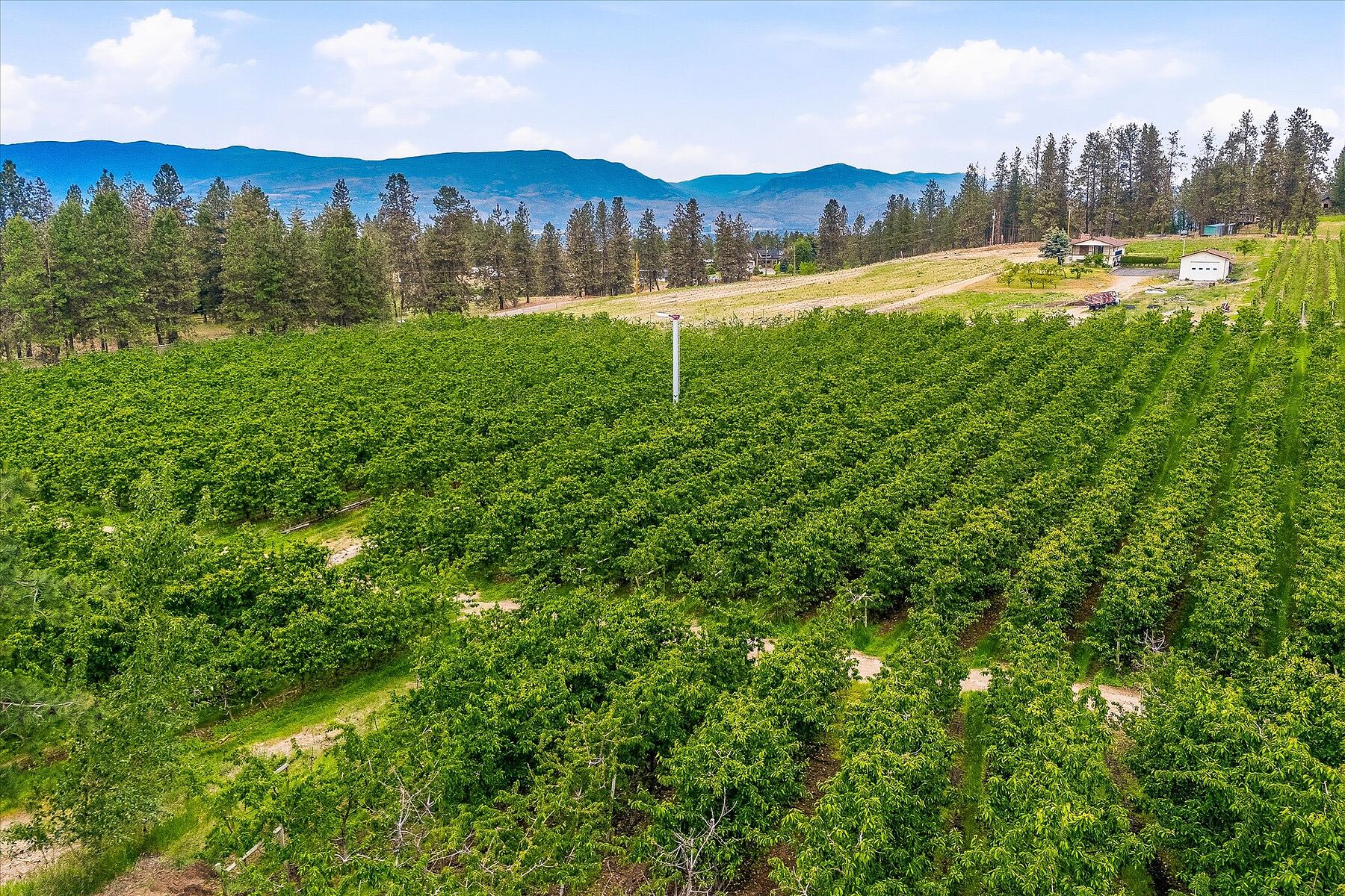  12.81 Acre Orchard - 物件實景
