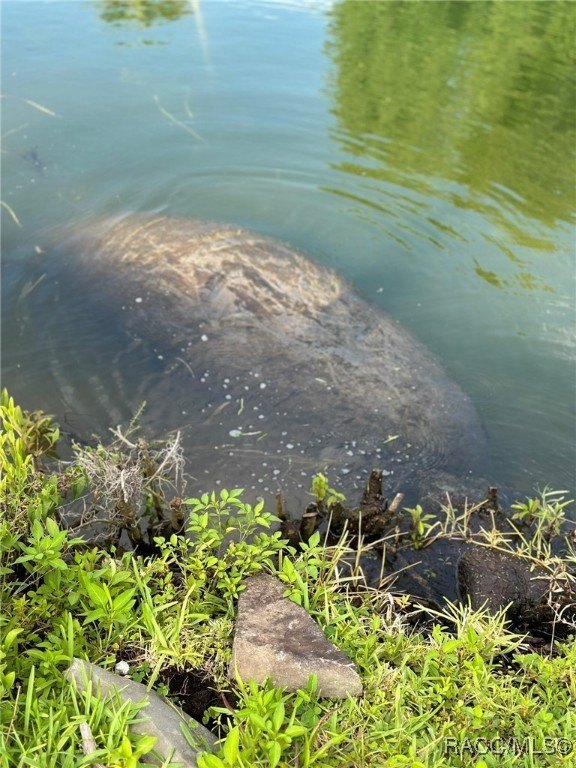 Crystal River, Florida, 34429, United States, 2 Bedrooms Bedrooms, ,4 BathroomsBathrooms,Residential,For Sale,2005515