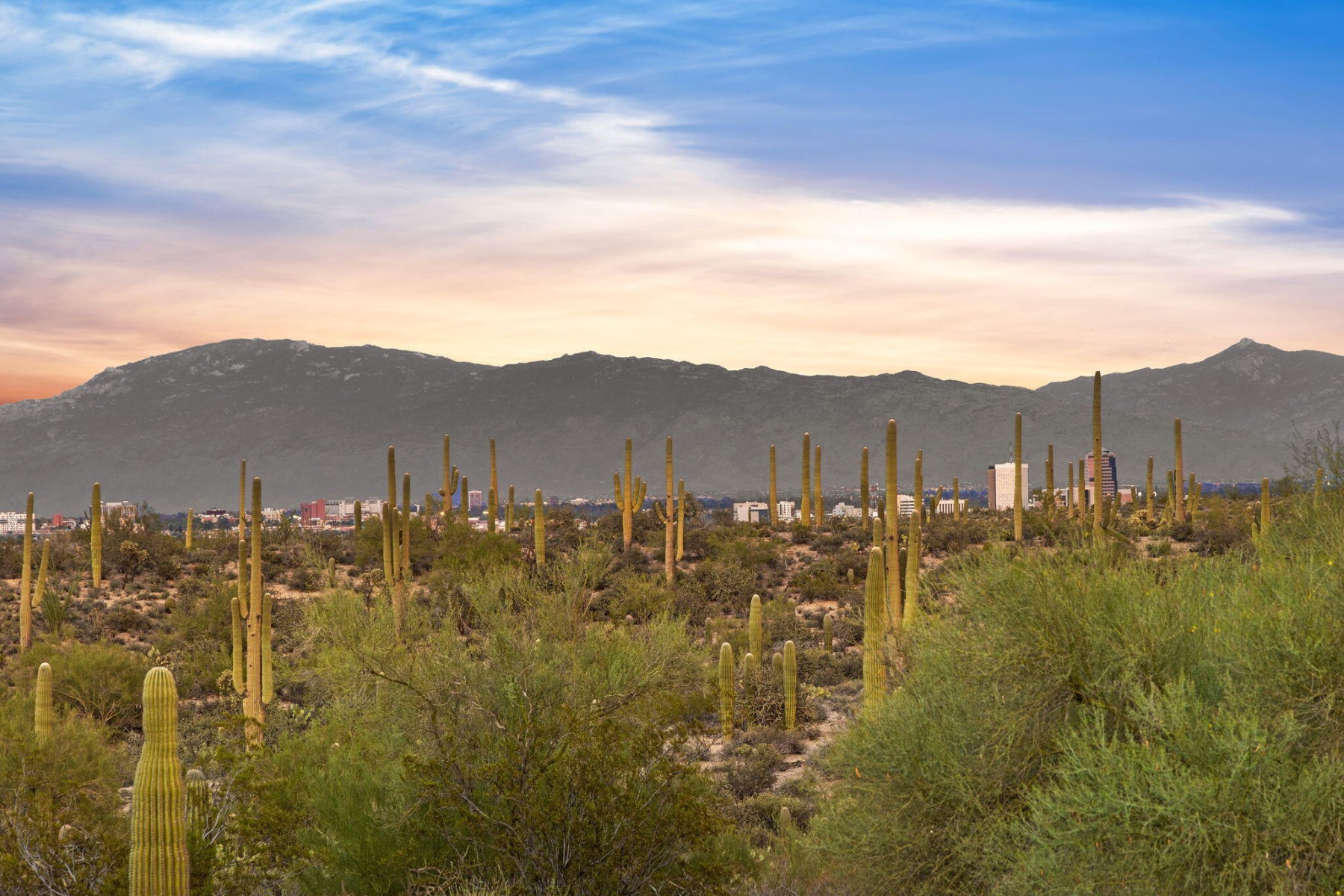  2943 W Encelia Court¦Tucson, AZ - 物件實景