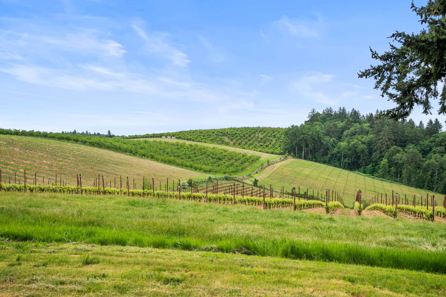  8810 NE BLACKBURN RD Yamhill, OR 97148 - 物件實景