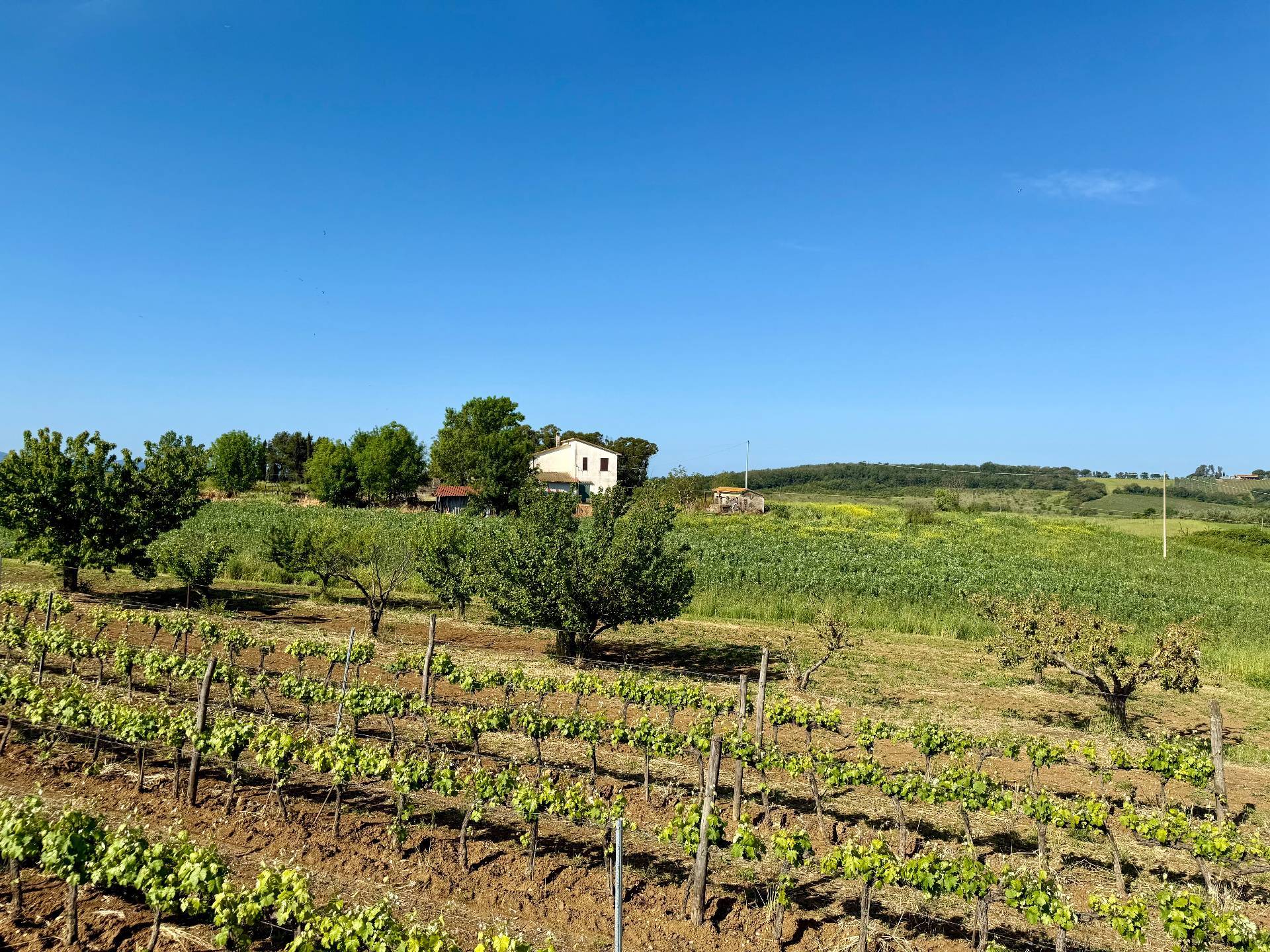 Magliano in Toscana, Grosseto, 58051, IT, 2 Bedrooms Bedrooms, ,1 BathroomBathrooms,Residential,For Sale,1793018