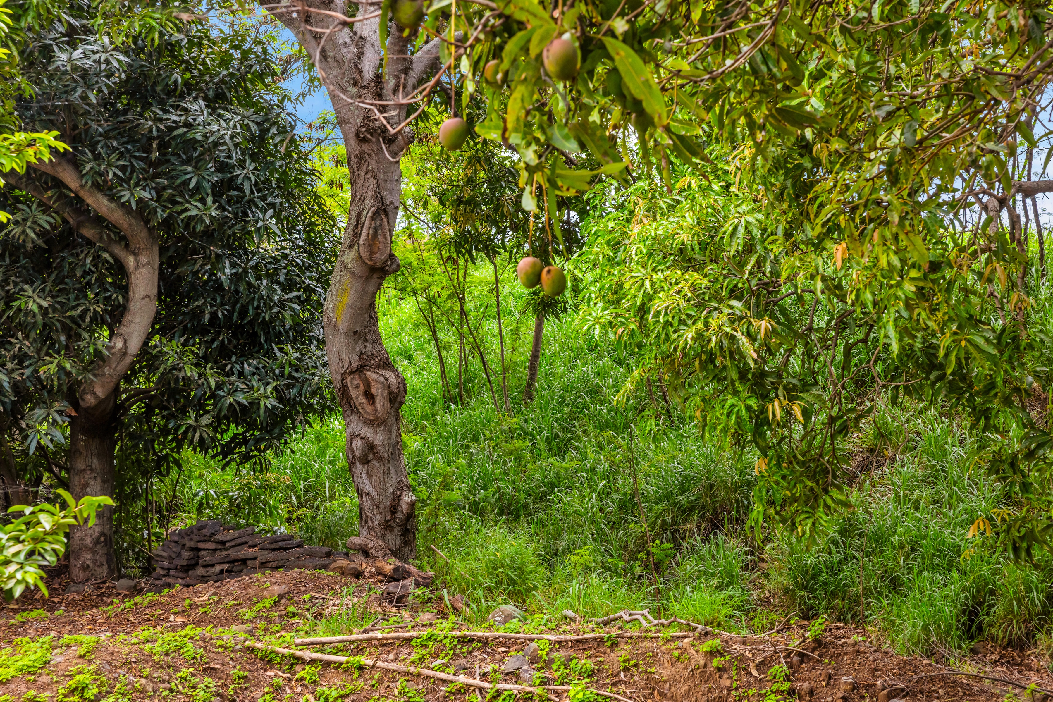  Timeless Plantation Home with Modern Upgrades - 物件實景
