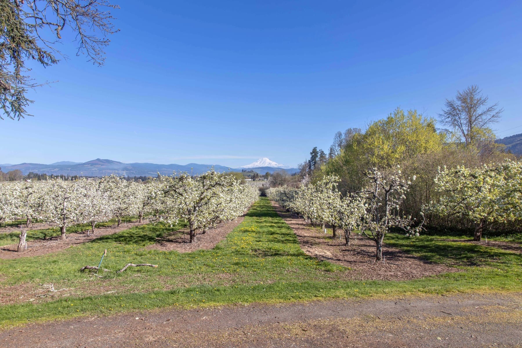  3316 THOMSEN RD Hood River, OR 97031 - 物件實景