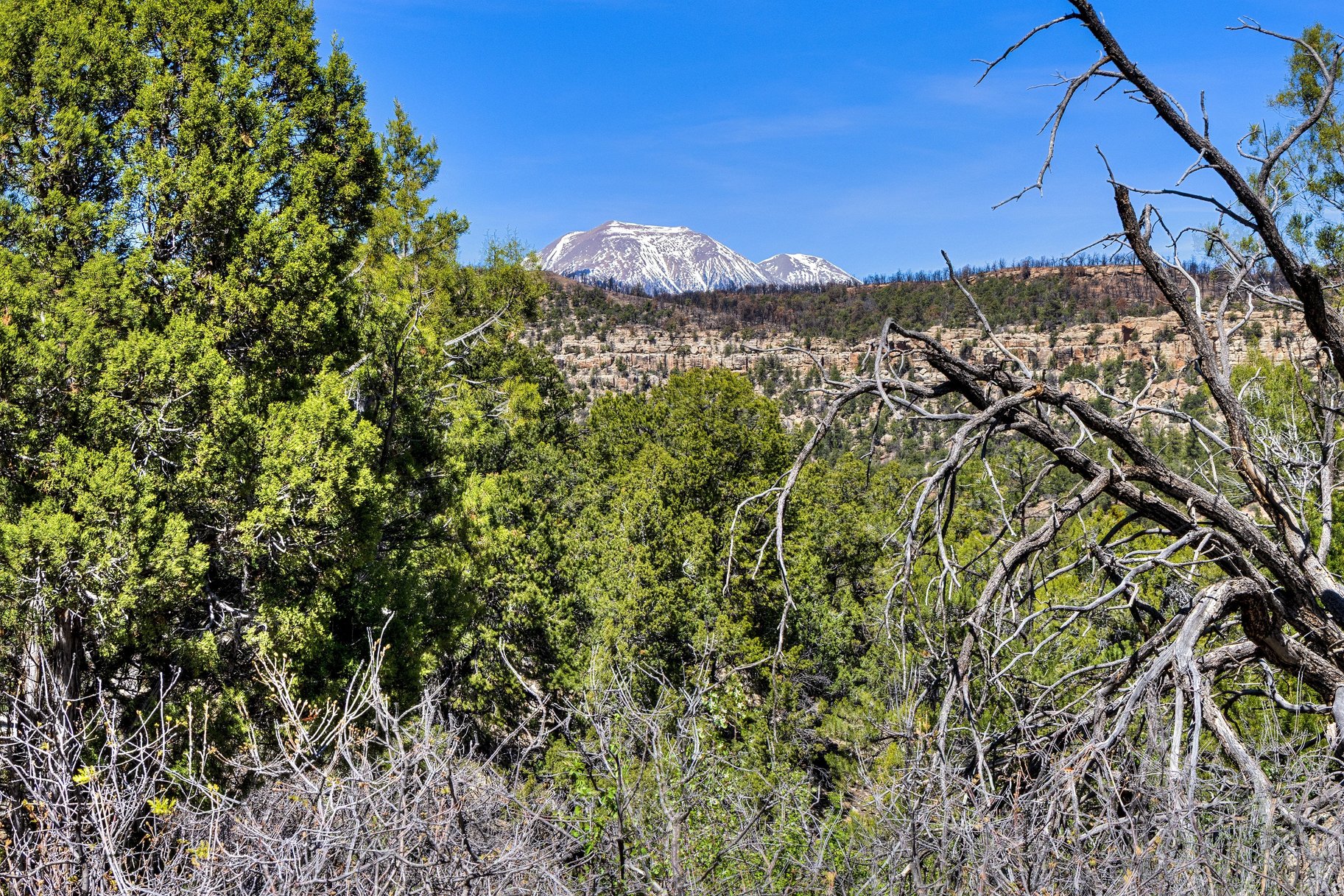  Secluded 18 Acre Wooded Lot In Old La Sal Utah - 物件實景