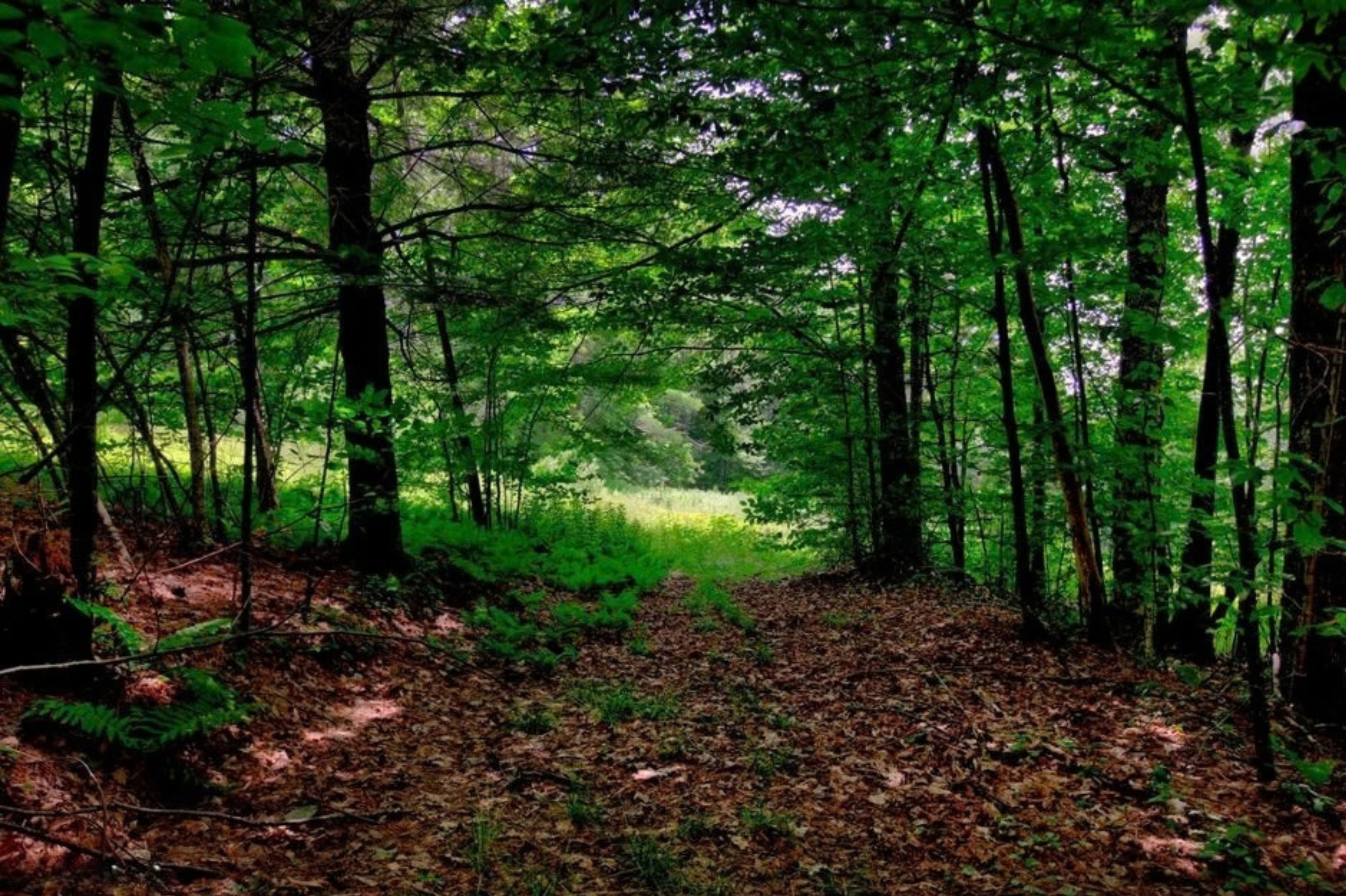  21 Acres Between 2 Parcels of Conservation Land Offering Significant Development - 物件實景