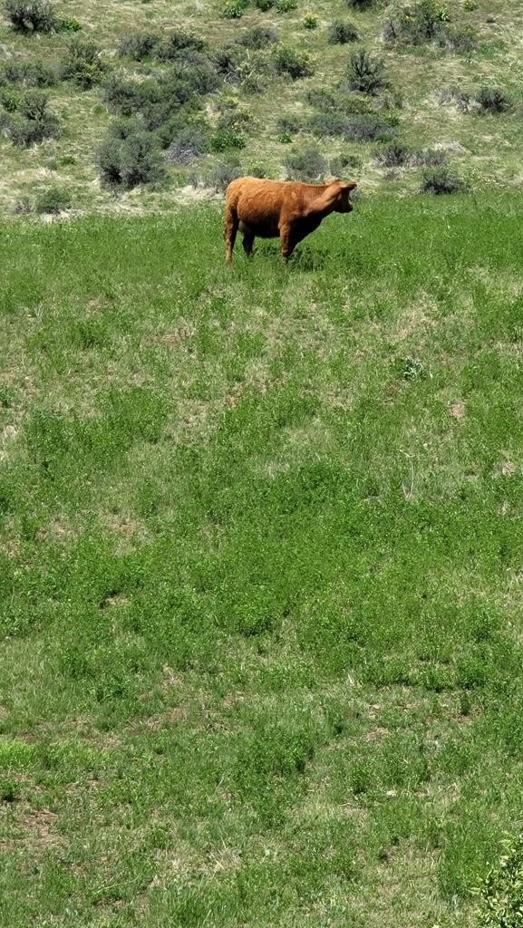 Council, Idaho, 83612, United States, 3 Bedrooms Bedrooms, ,2 BathroomsBathrooms,Residential,For Sale,1980798