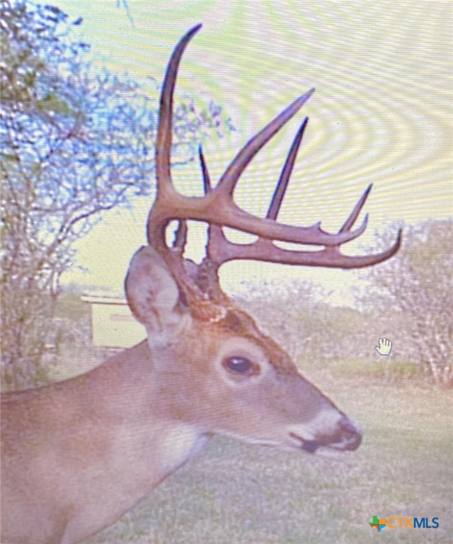 Nursery, Texas, 77976, United States, ,Land,For Sale,1988959